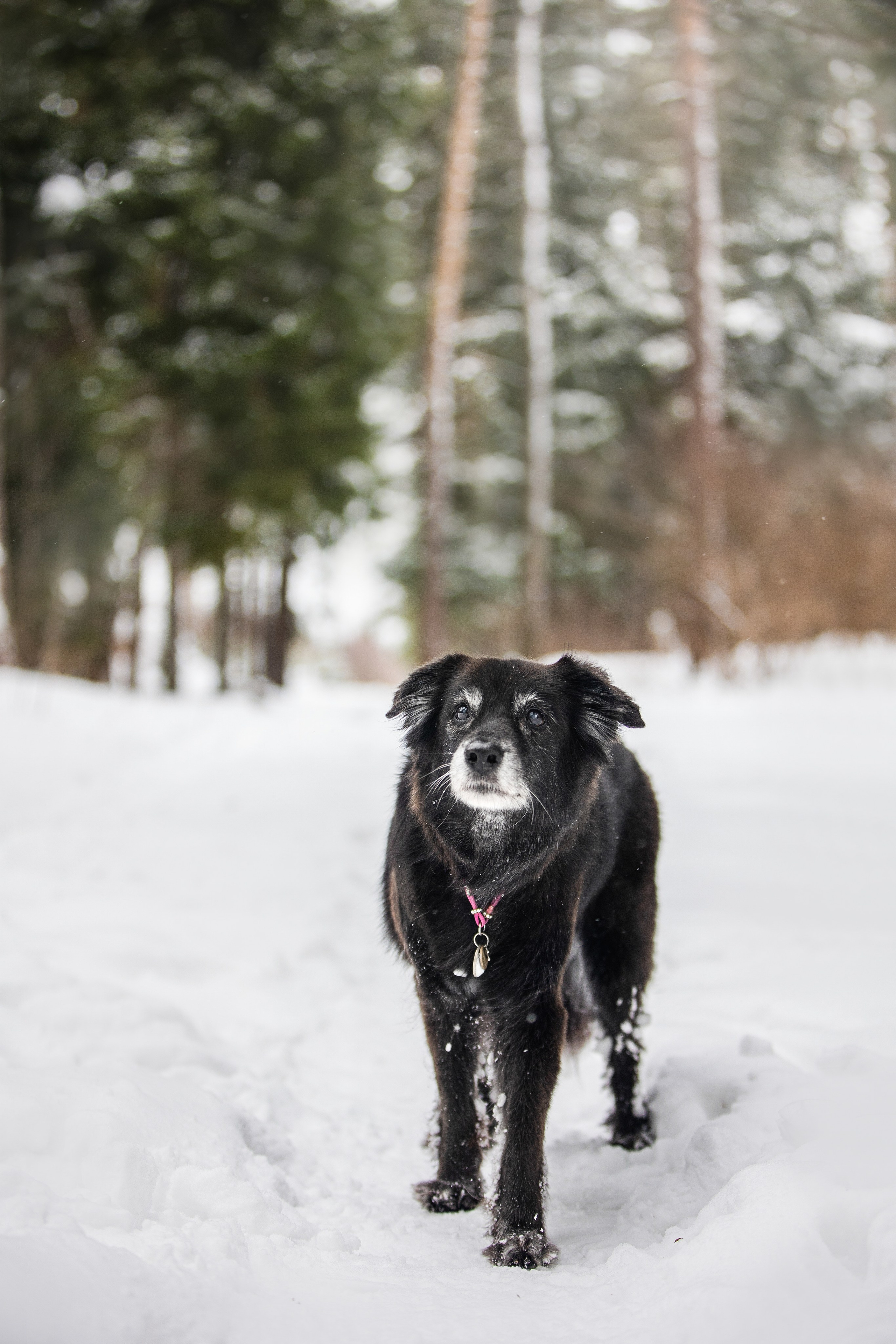 Валя, Варя и Лада. Фотограф анималист в Москве Майорова Евгения