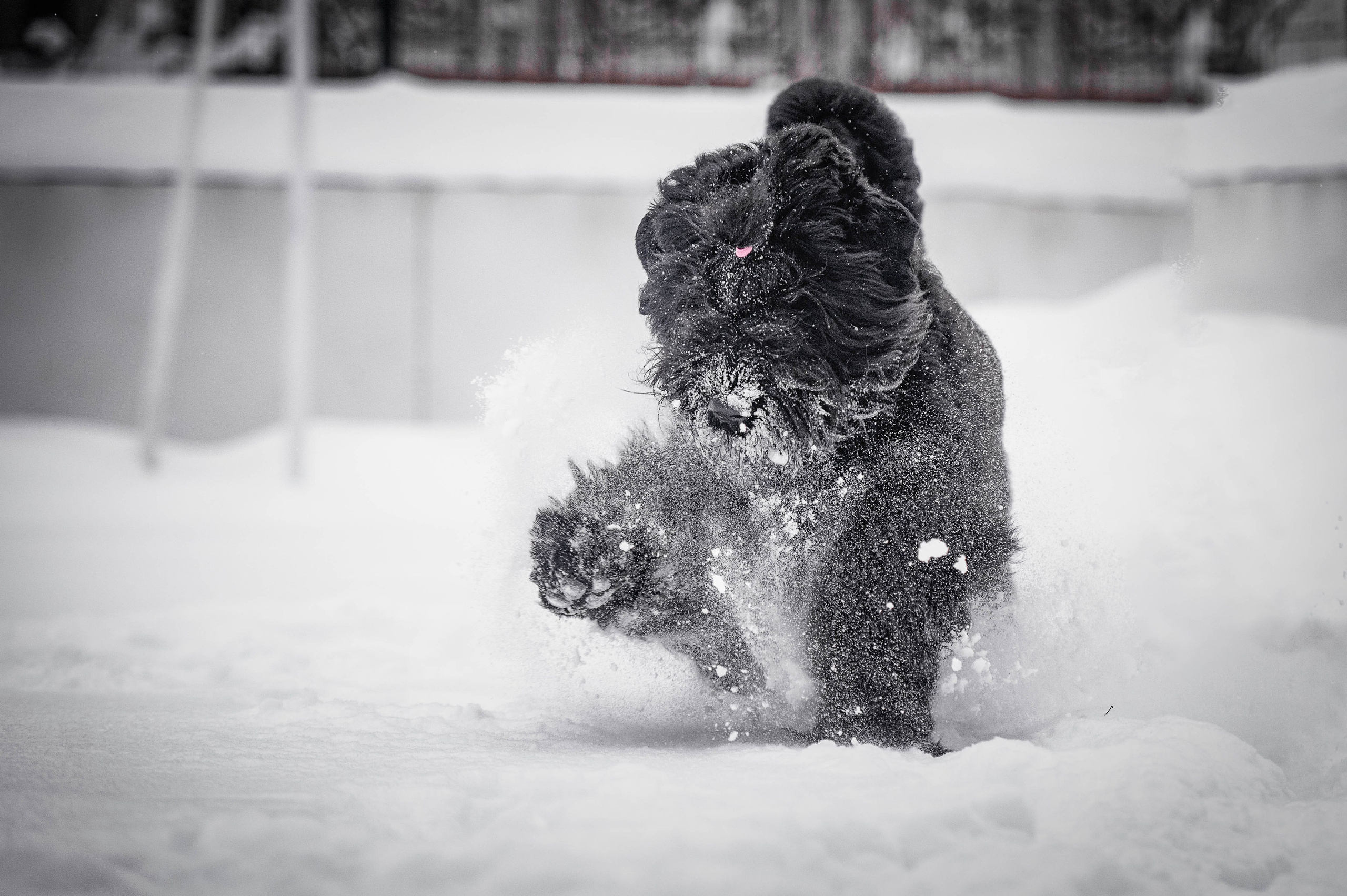 Клео. Фотограф-анималист