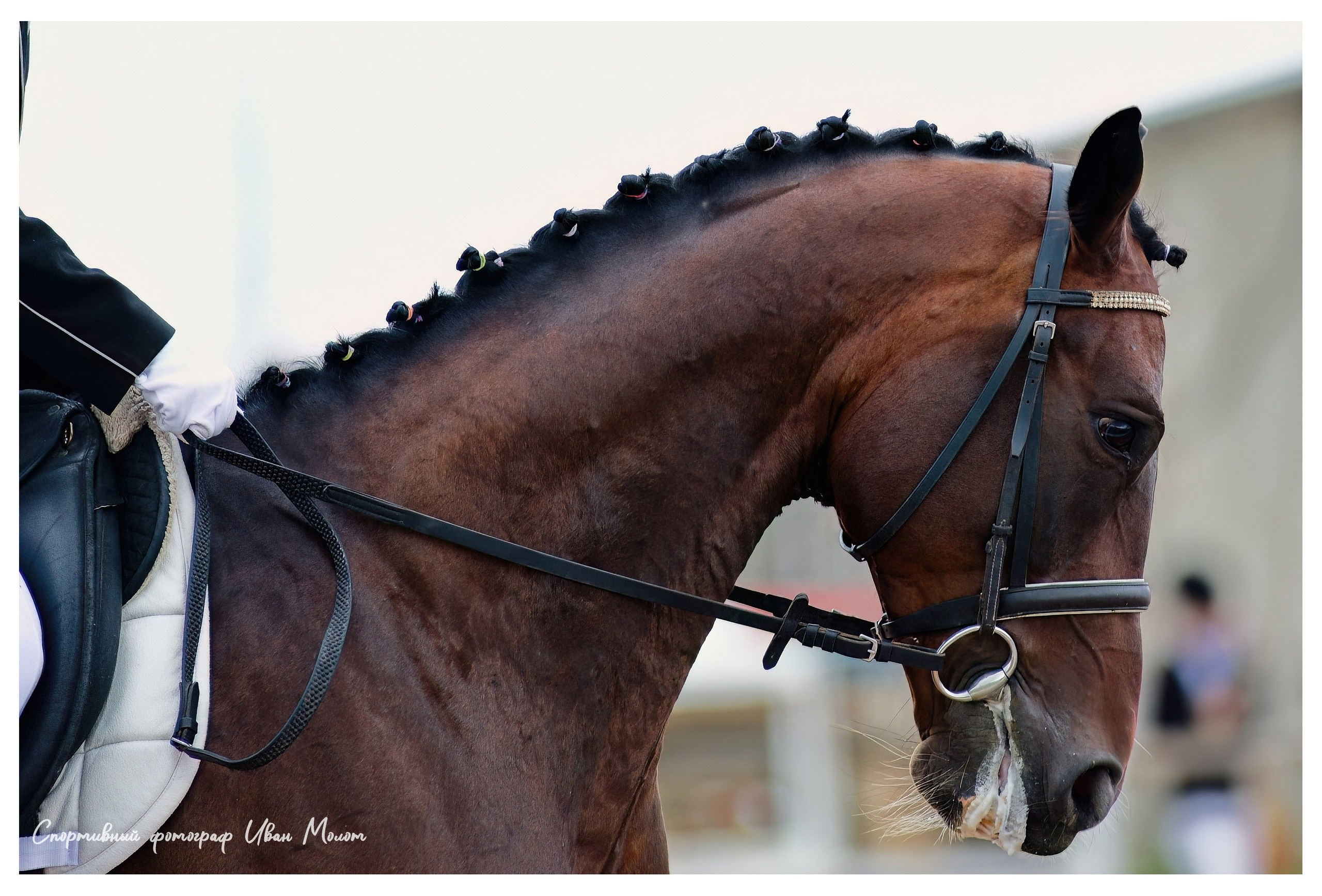 Конный спорт. Спортивный фотограф Иван Молот (Киров)