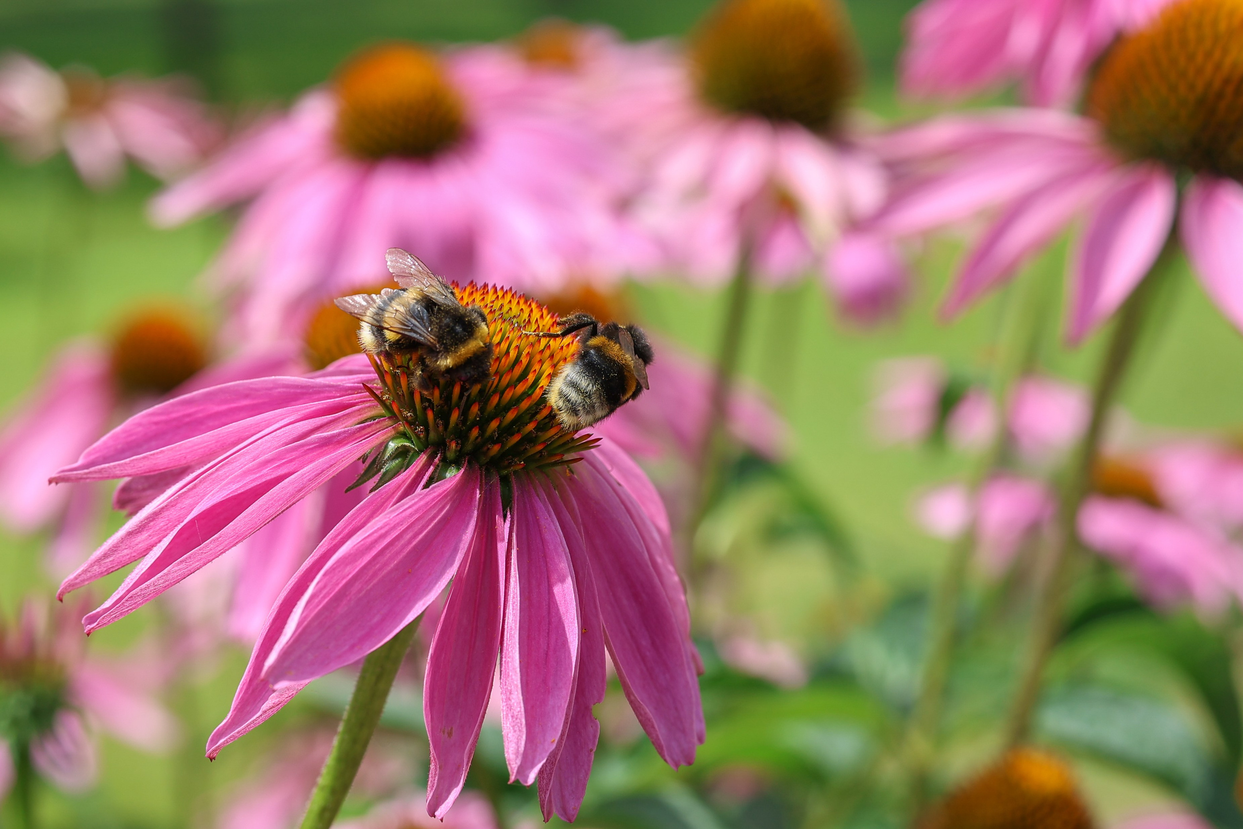 Цветочки-лепесточки. Фотограф Дмитрий Алексеев