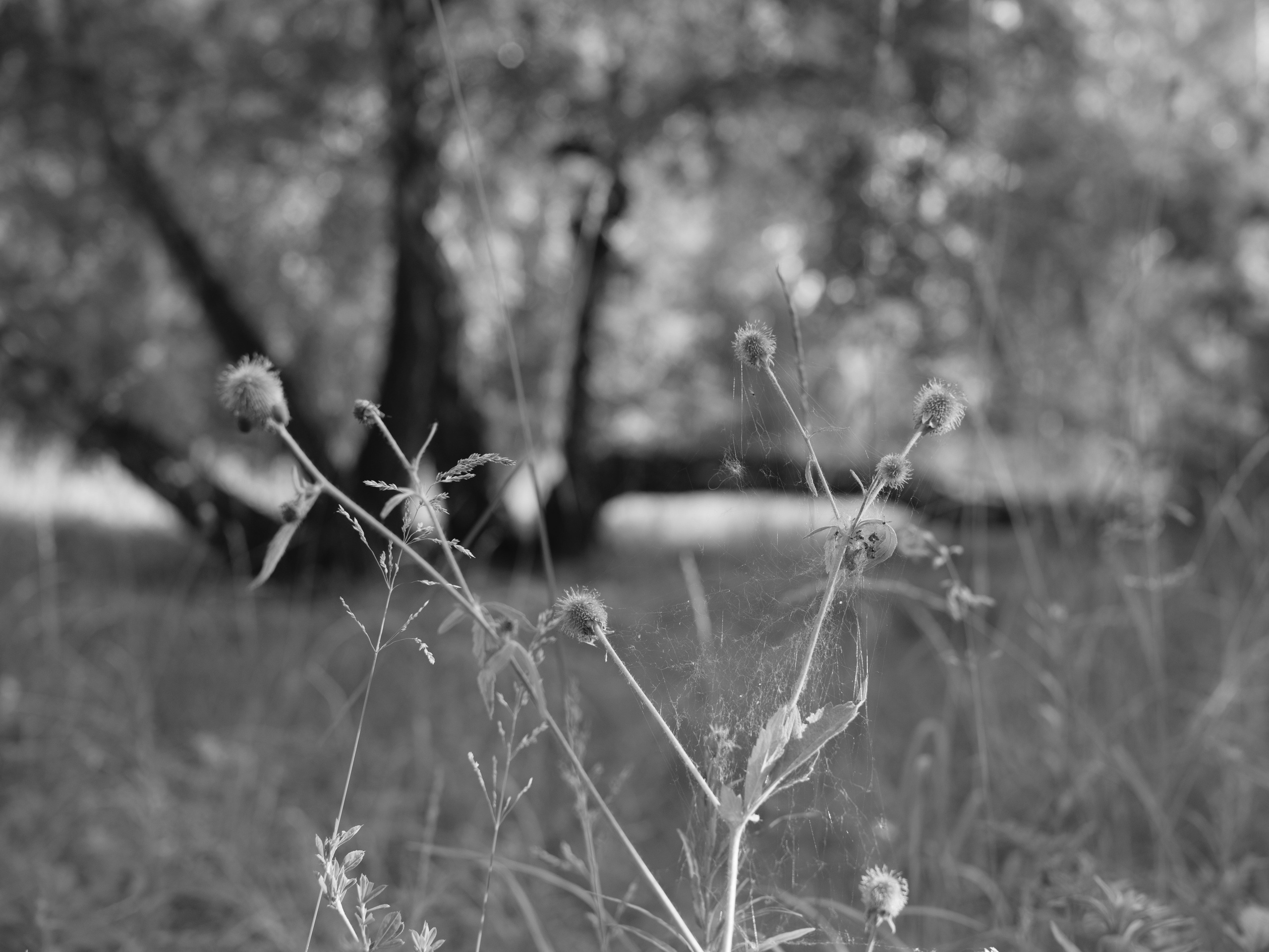 Природа