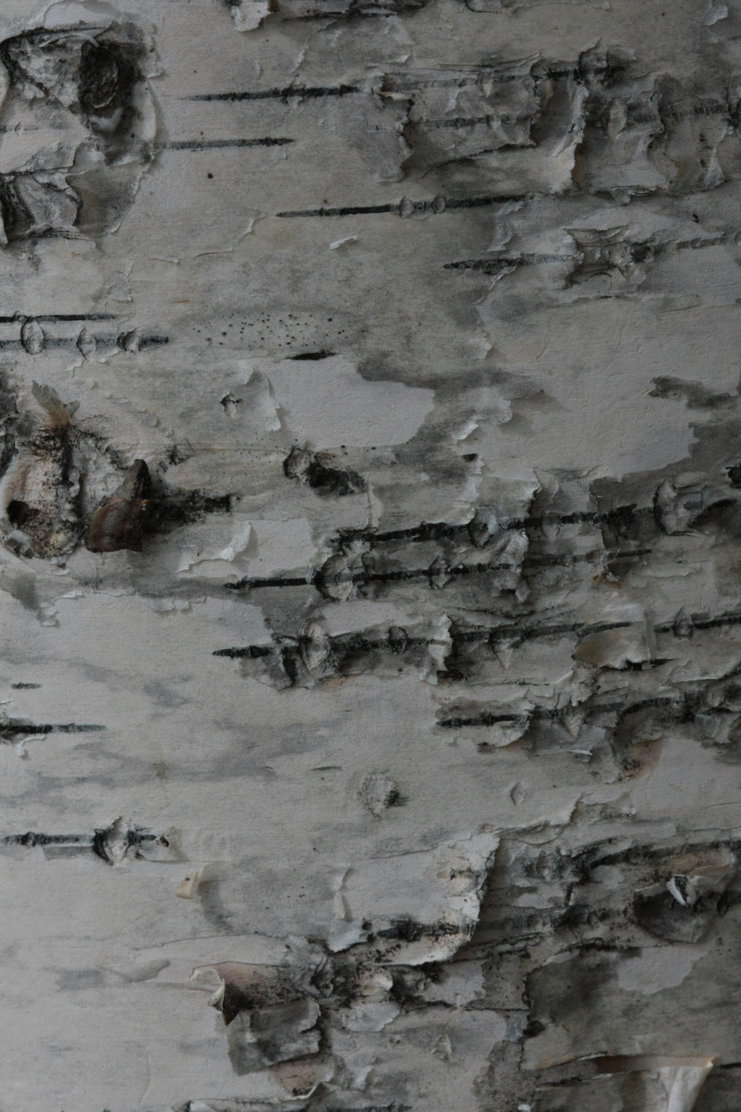 Фото Природы Забайкалья. Студия Максима Белослюдцева