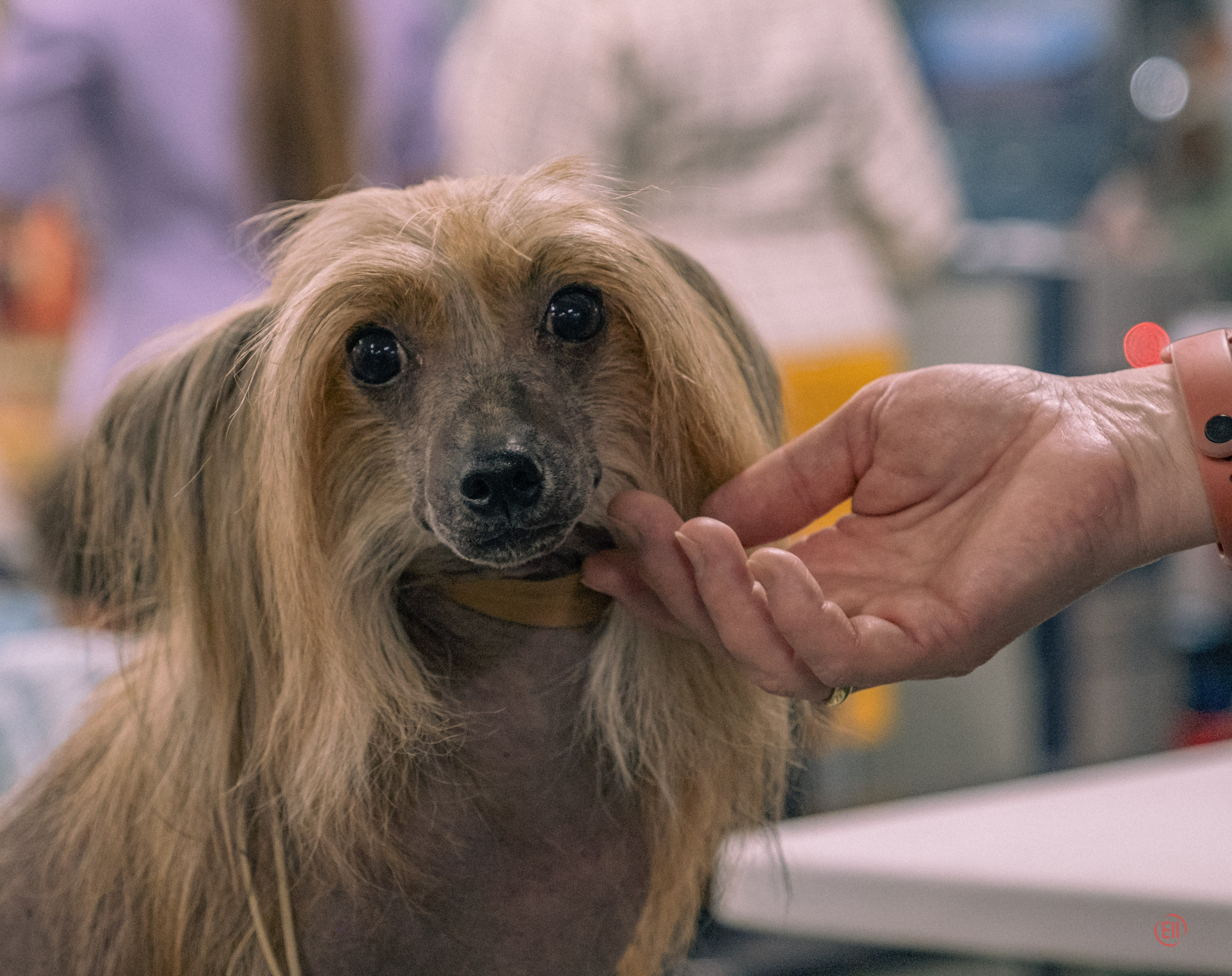 Национальная выставка китайских хохлатых собак 2023. Питомник китайских хохлатых собак Poale Ell: купить щенка