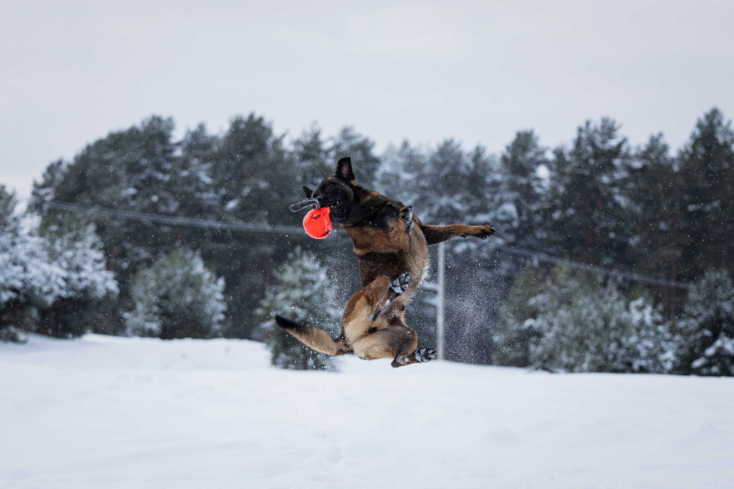 Рики. Фотограф-анималист Анна Маринич
