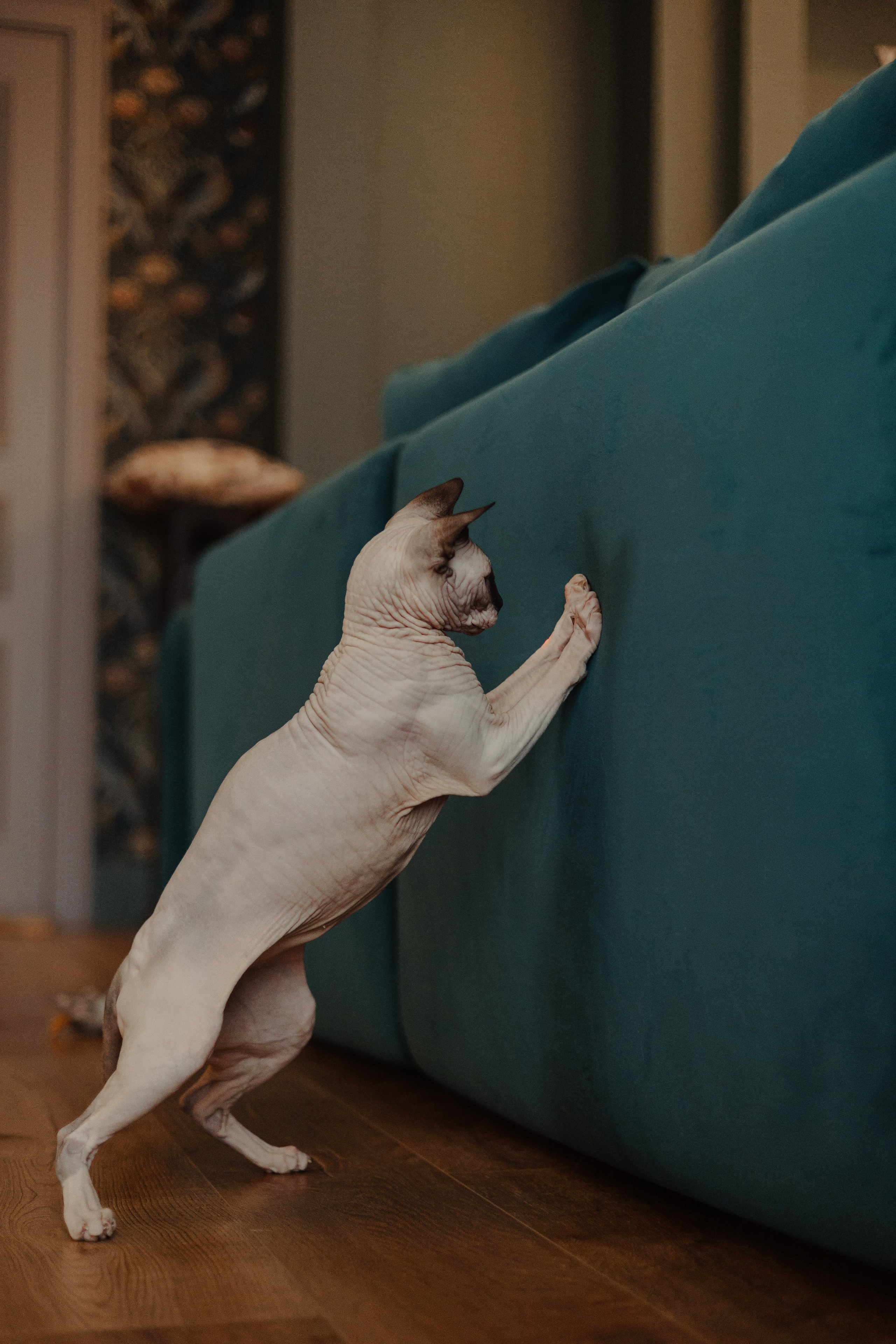 Алина, Илья и их хвосты. Фотограф Анималист Екатерина Справцева в Нижнем Новгороде