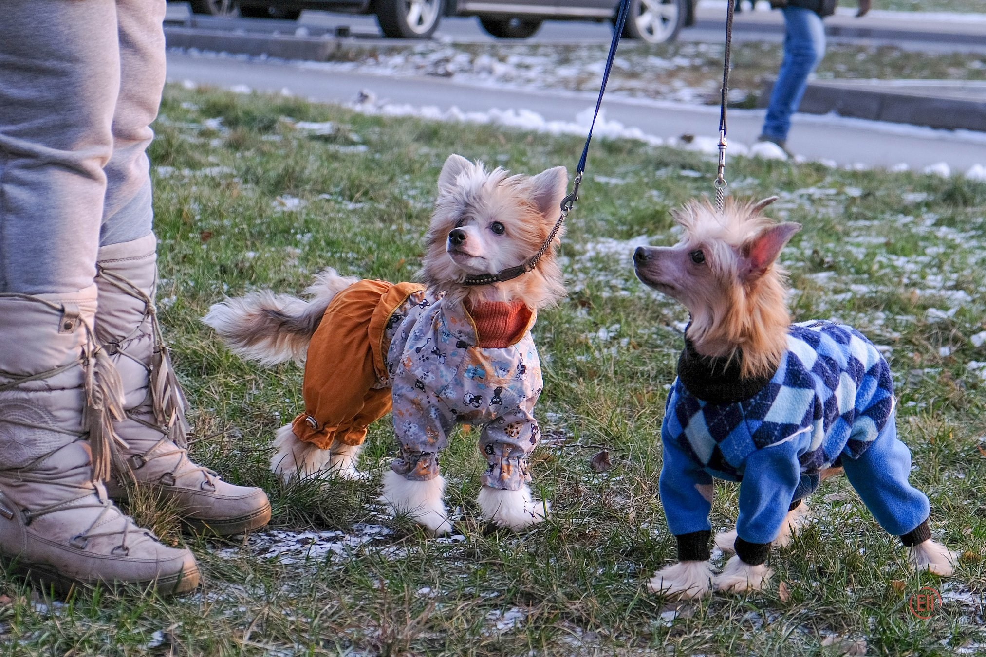 Poale Ell Chen. Chinese Crested Dog Kennel Poale Ell