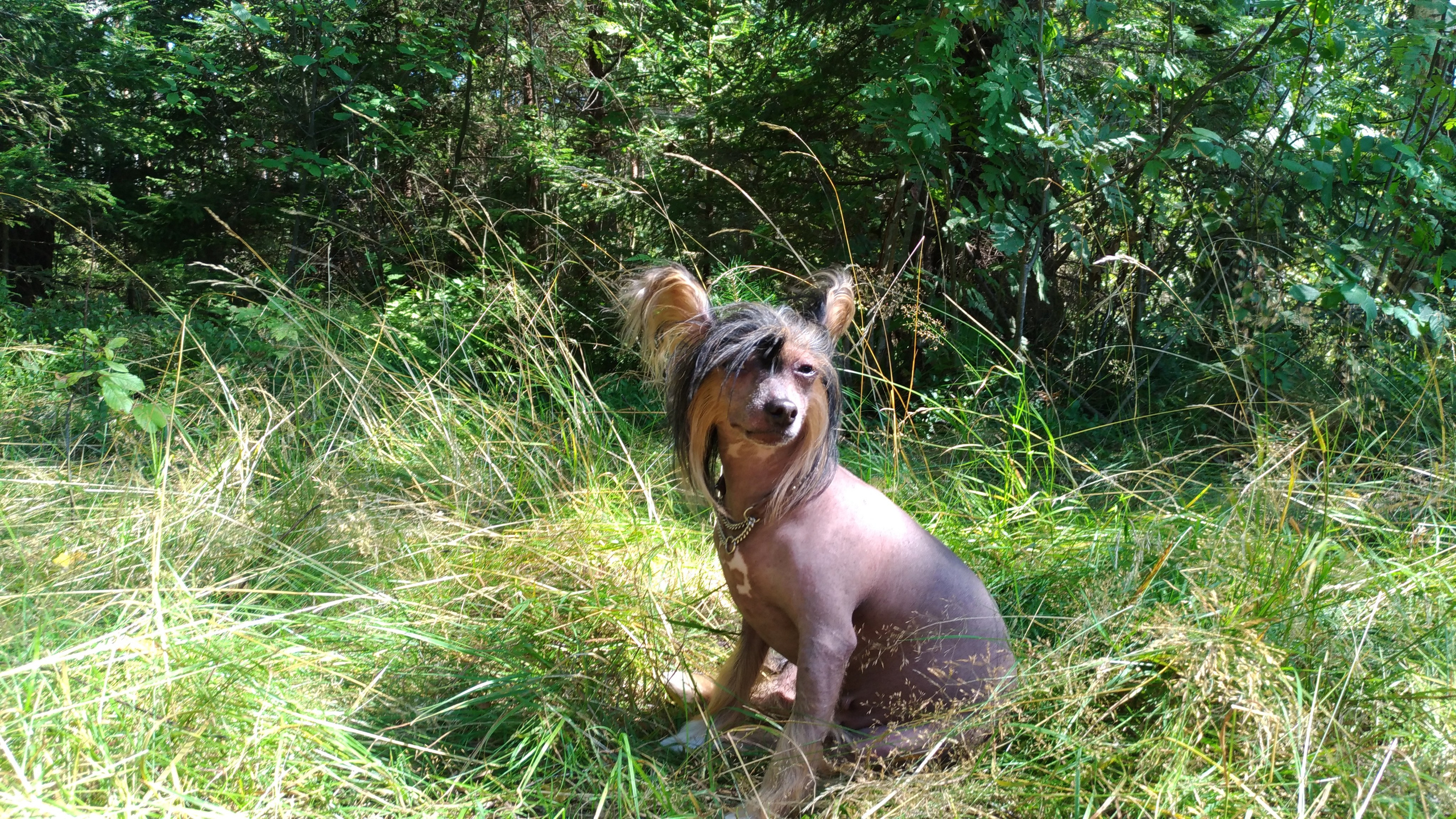 Hike to Konakovo. Poale Ell Chinese Crested Dog Kennel: Buy a puppy from the kennel
