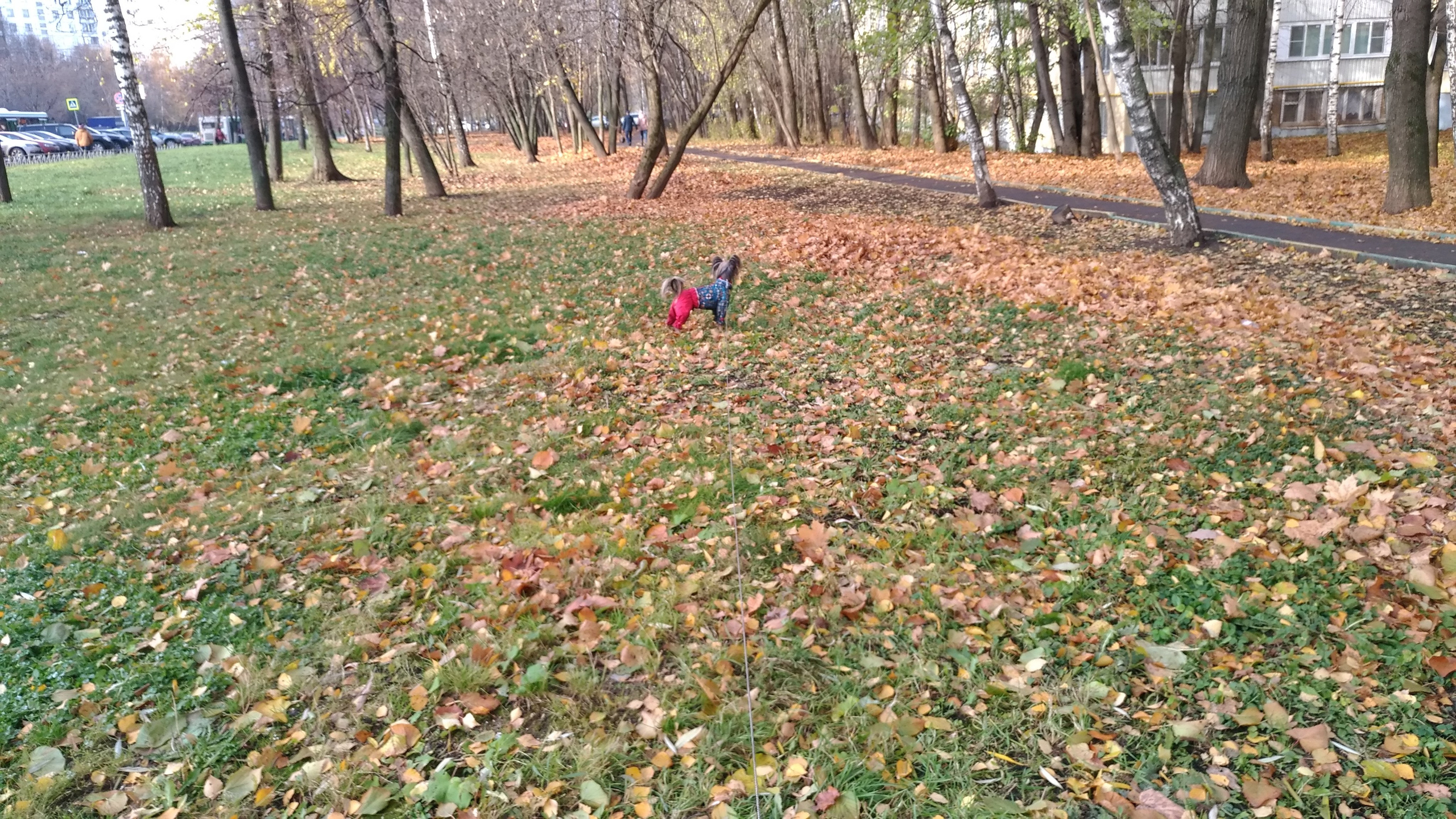 Адам на прогулке. Питомник китайских хохлатых собак Poale Ell: купить щенка