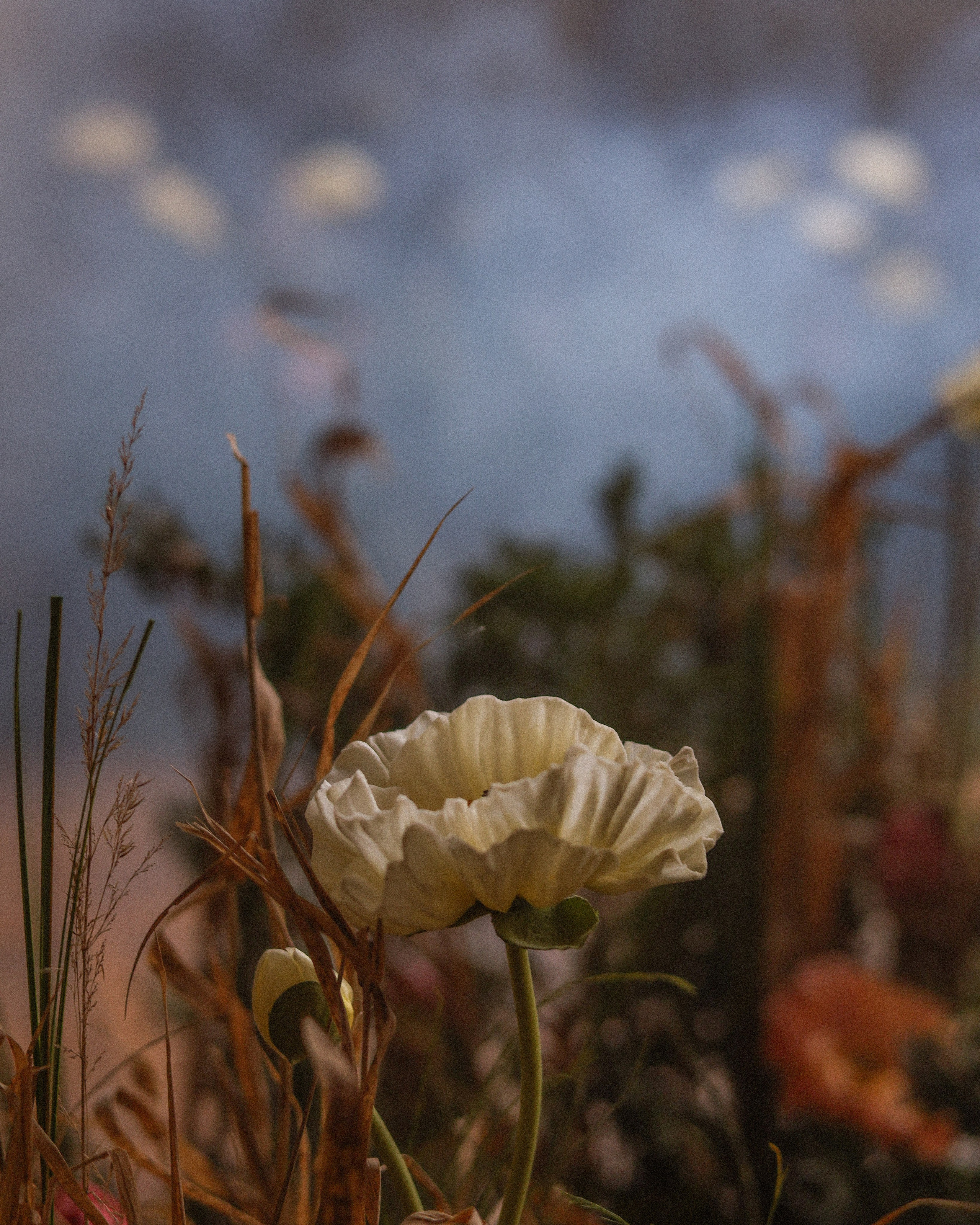 Лиза. Андрианова Александра. Фотограф в Москве