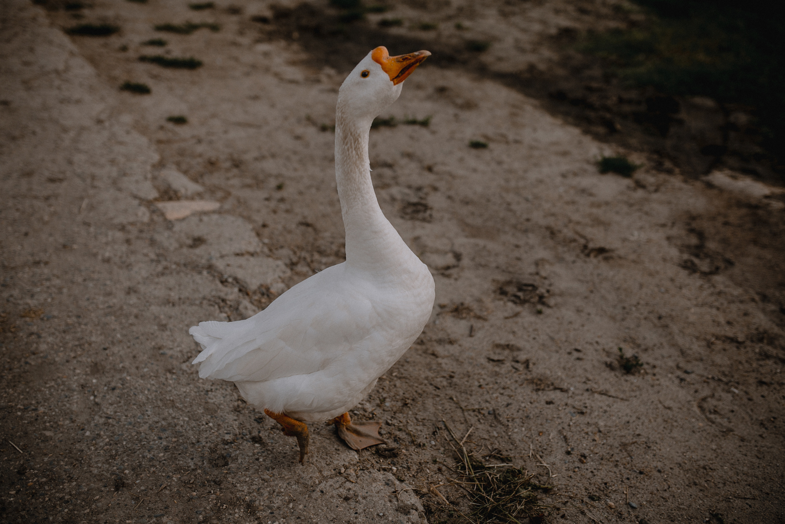 Свадьба для двоих Alexey&Anna. Свадебный /Семейный фотограф в Краснодарском крае Лилия Комар