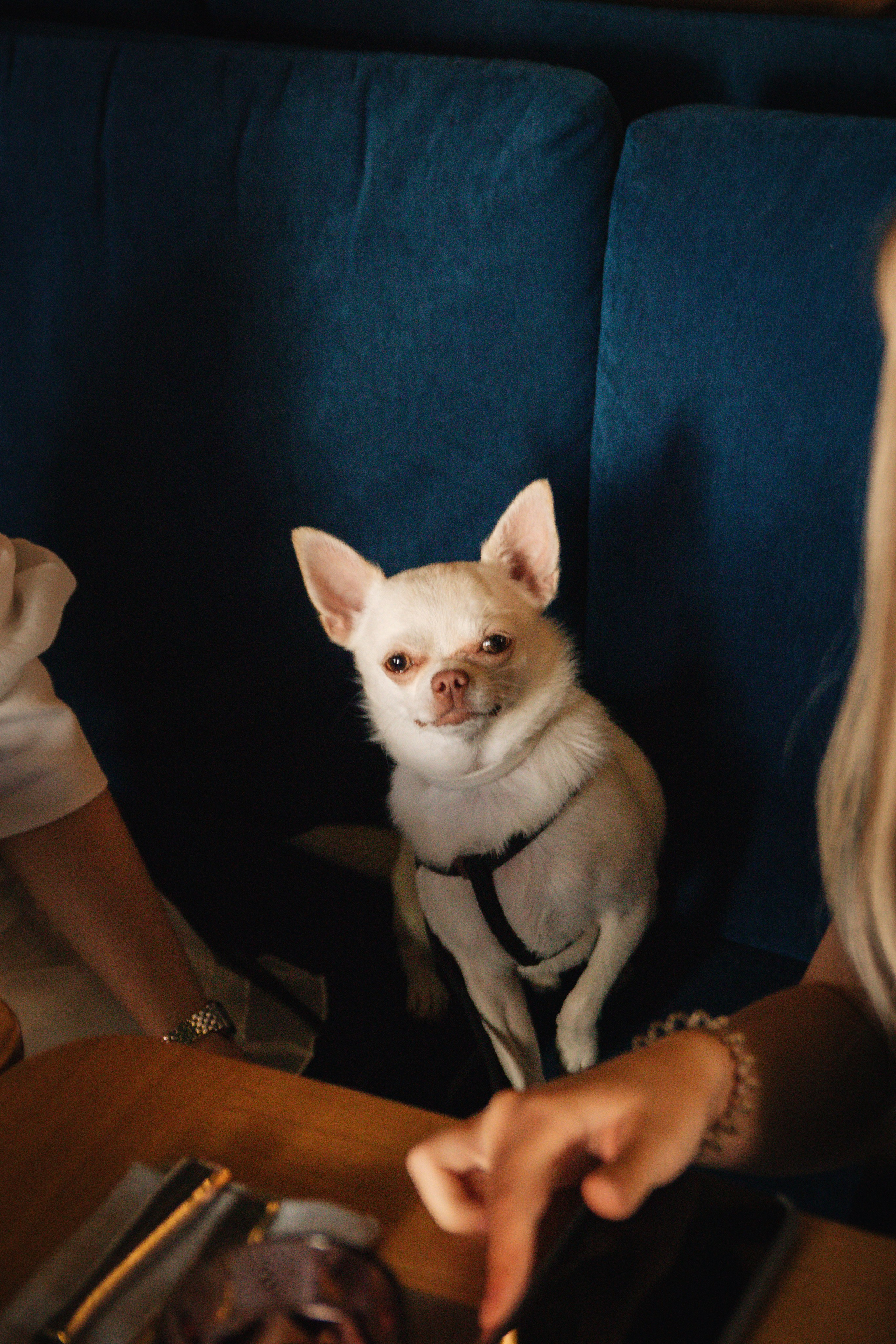 Корпоративы, юбилеи, банкеты. Индивидуальный фотограф Новосибирск Настя