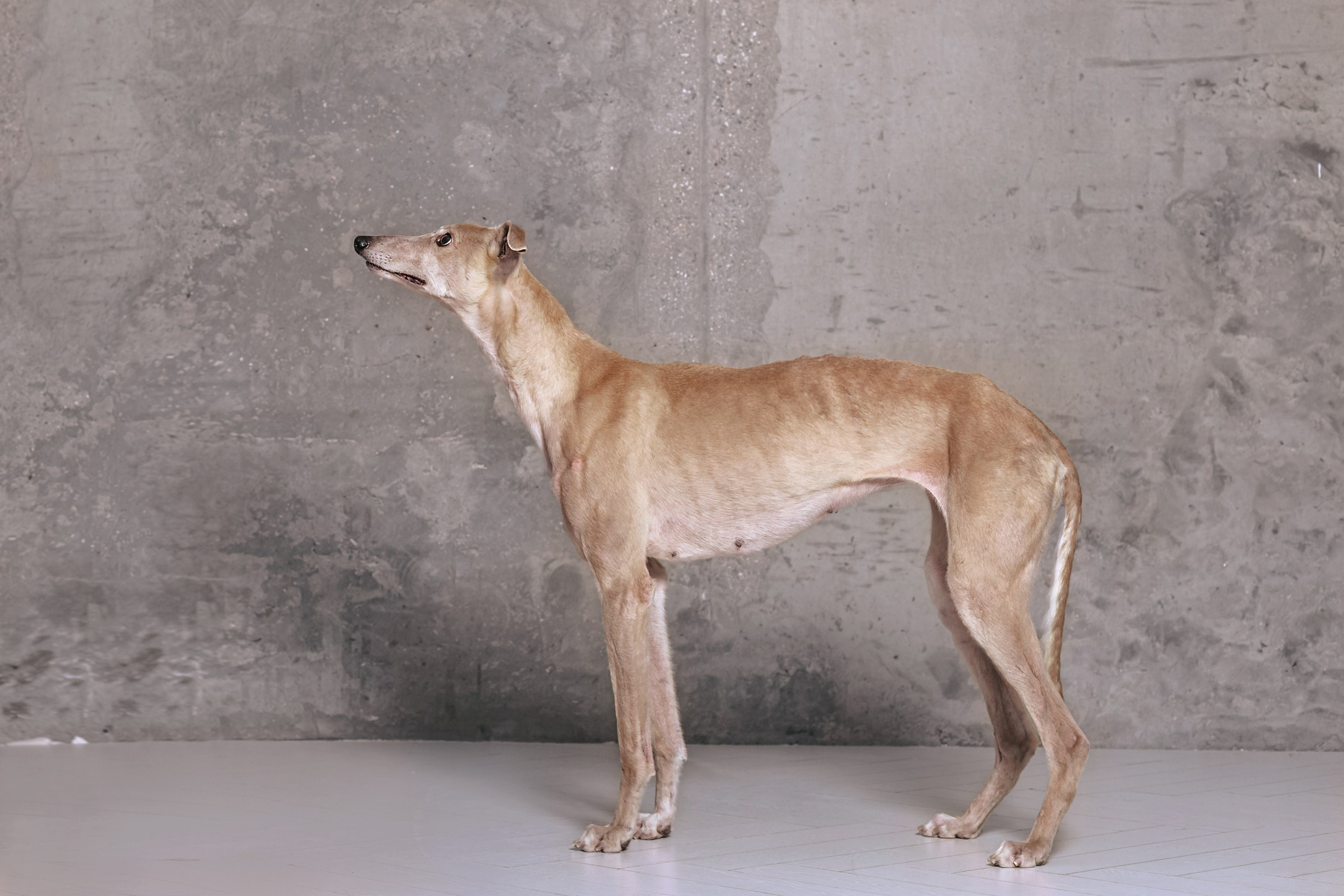 Студийная съемка 2 собак 2024. Фотограф-анималист Татьяна Степанова