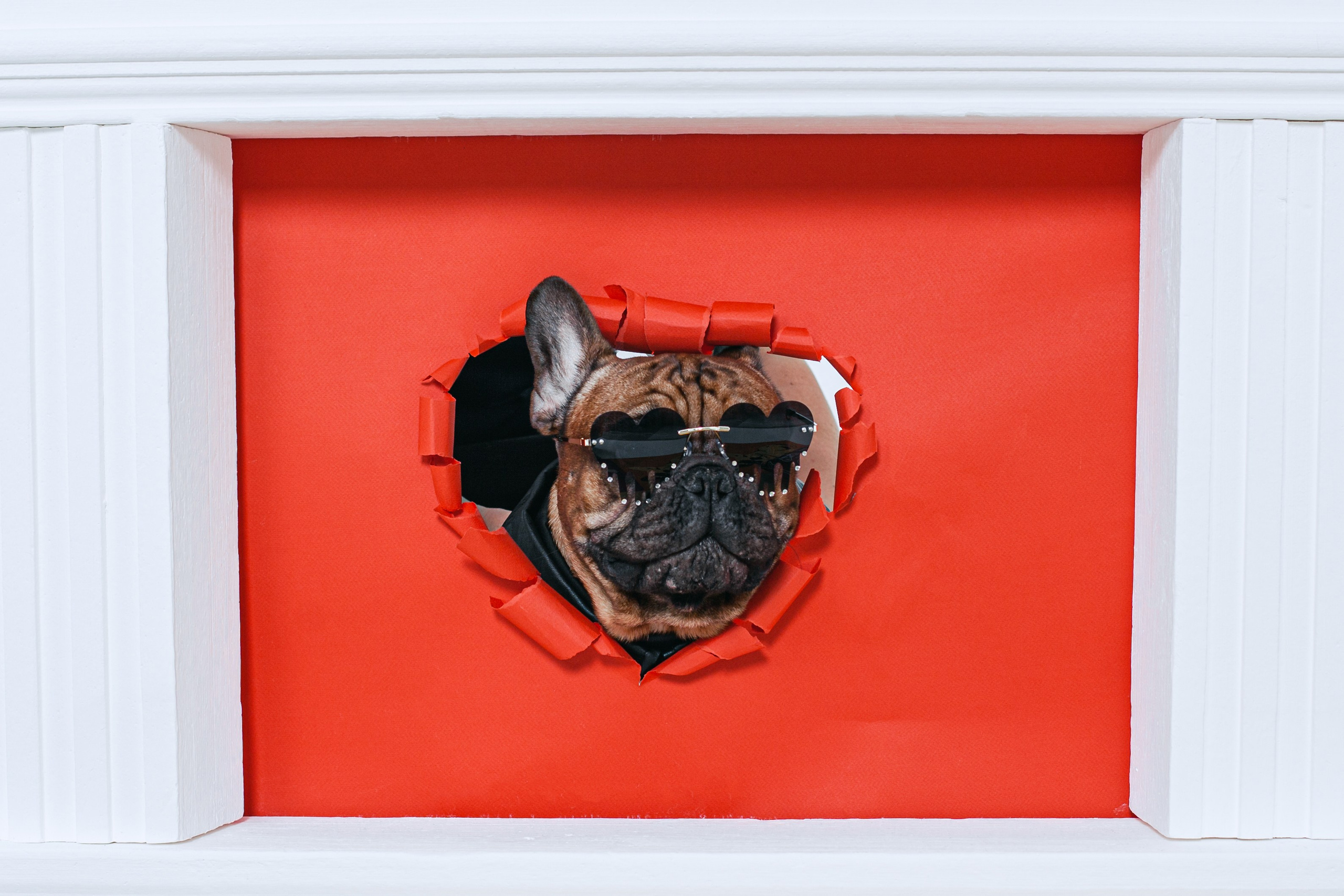 Пижамная вечеринка французских бульдогов и их хозяев. Фотограф-анималист Татьяна Степанова