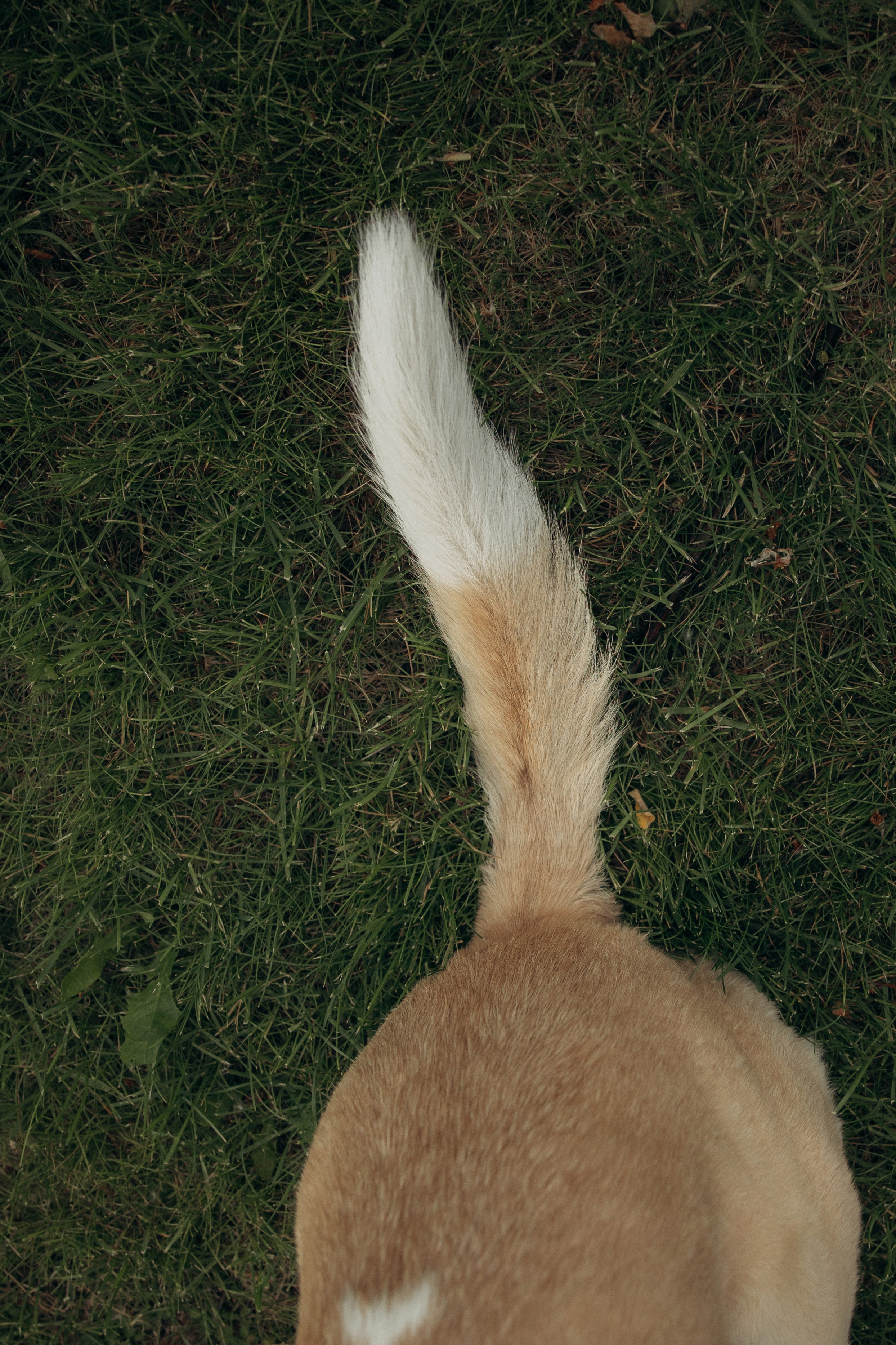 Парк Коломенское. Михаил, Анастасия и Ума. Фотограф анималист в Казани Алина Сулейманова. Фотограф животных