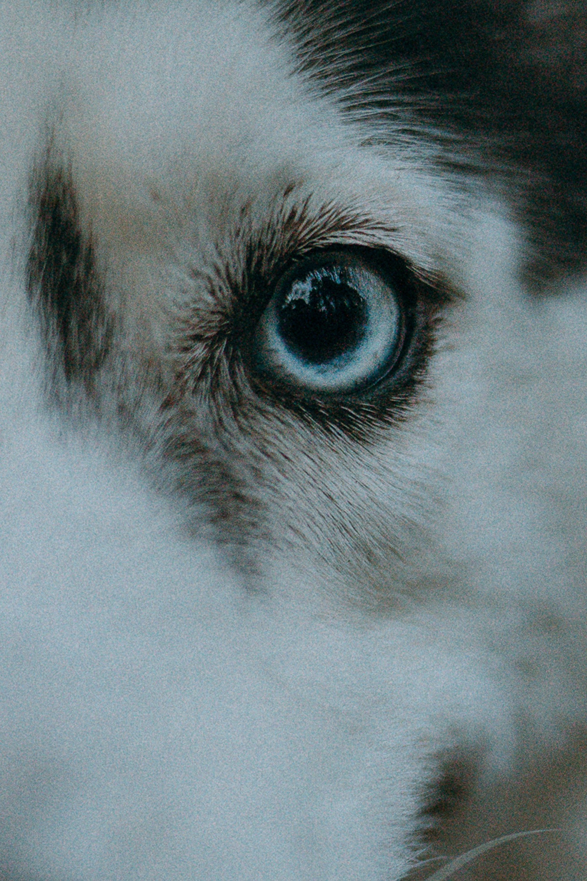 Наташа и Сириус. Фотограф анималист в Москве и Санкт-Петербурге Свиридова Анна