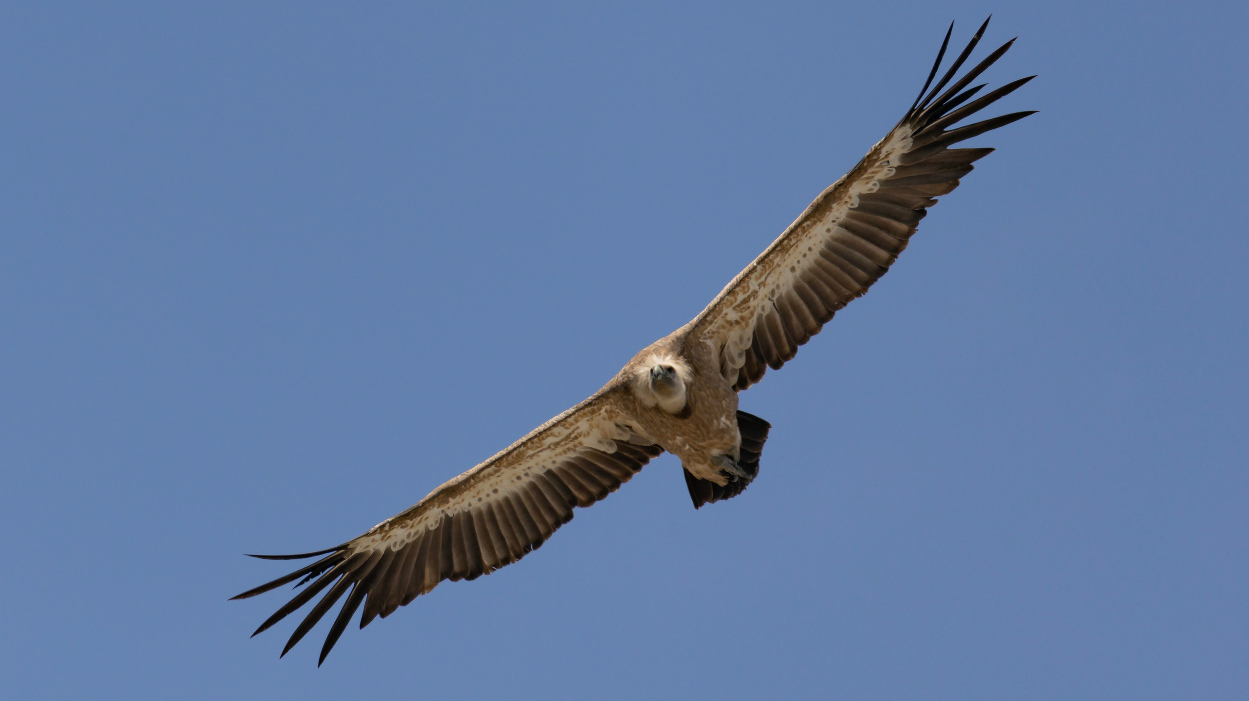 Природа. Макс По — фото и видео съемки любого формата