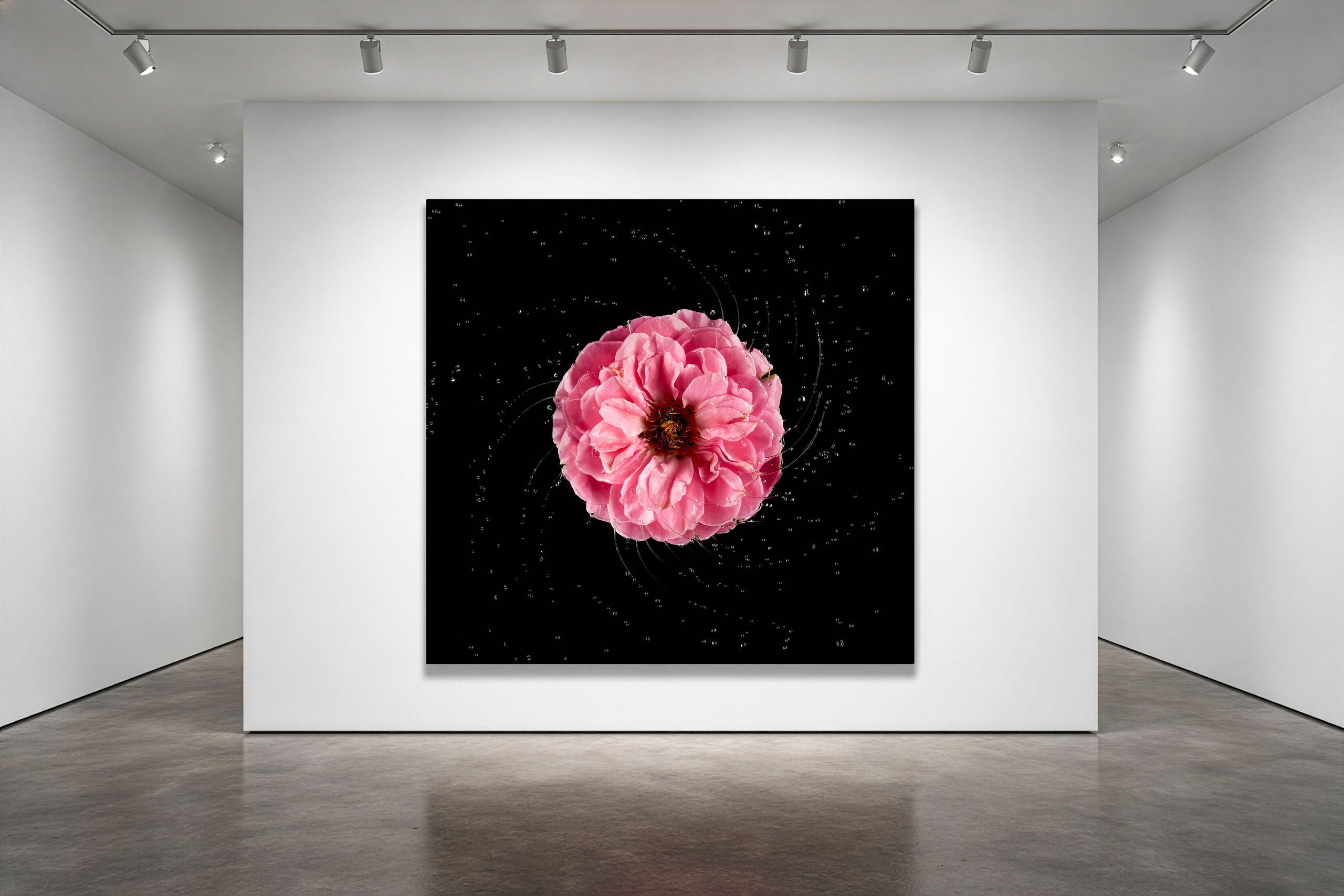 Коллекционная фотография розового цветка на чёрном фоне, экспонированная в минималистичном выставочном пространстве.