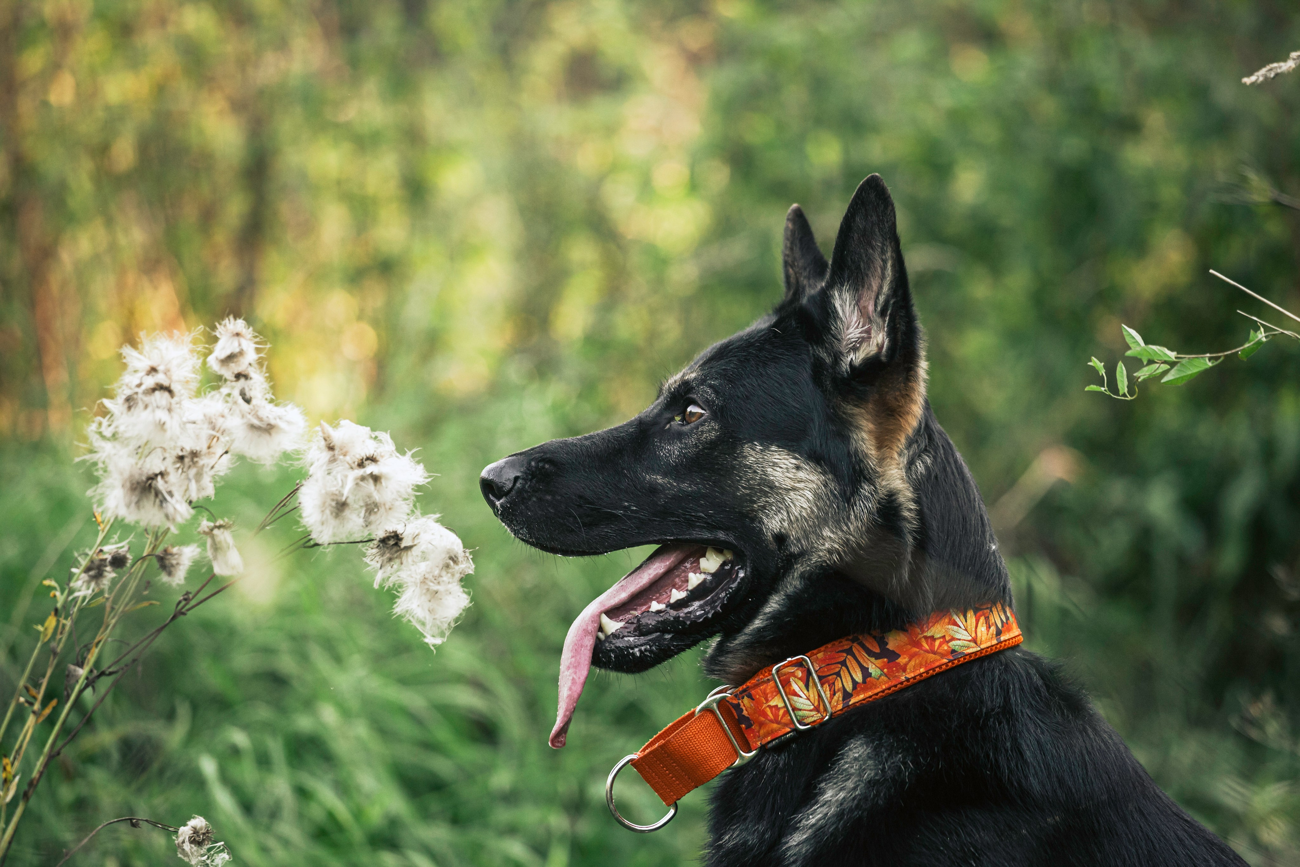 Илай. Фотограф-анималист Татьяна Степанова