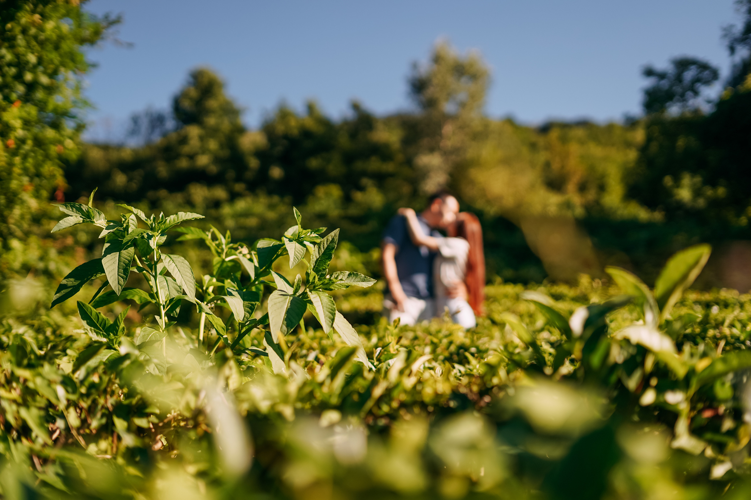 СОЛОХАУЛ. ПУТЕШЕСТВИЕ НА РОДИНУ РУССКОГО ЧАЯ. Фотограф в Сочи и Абхазии | Фототуры | September Air