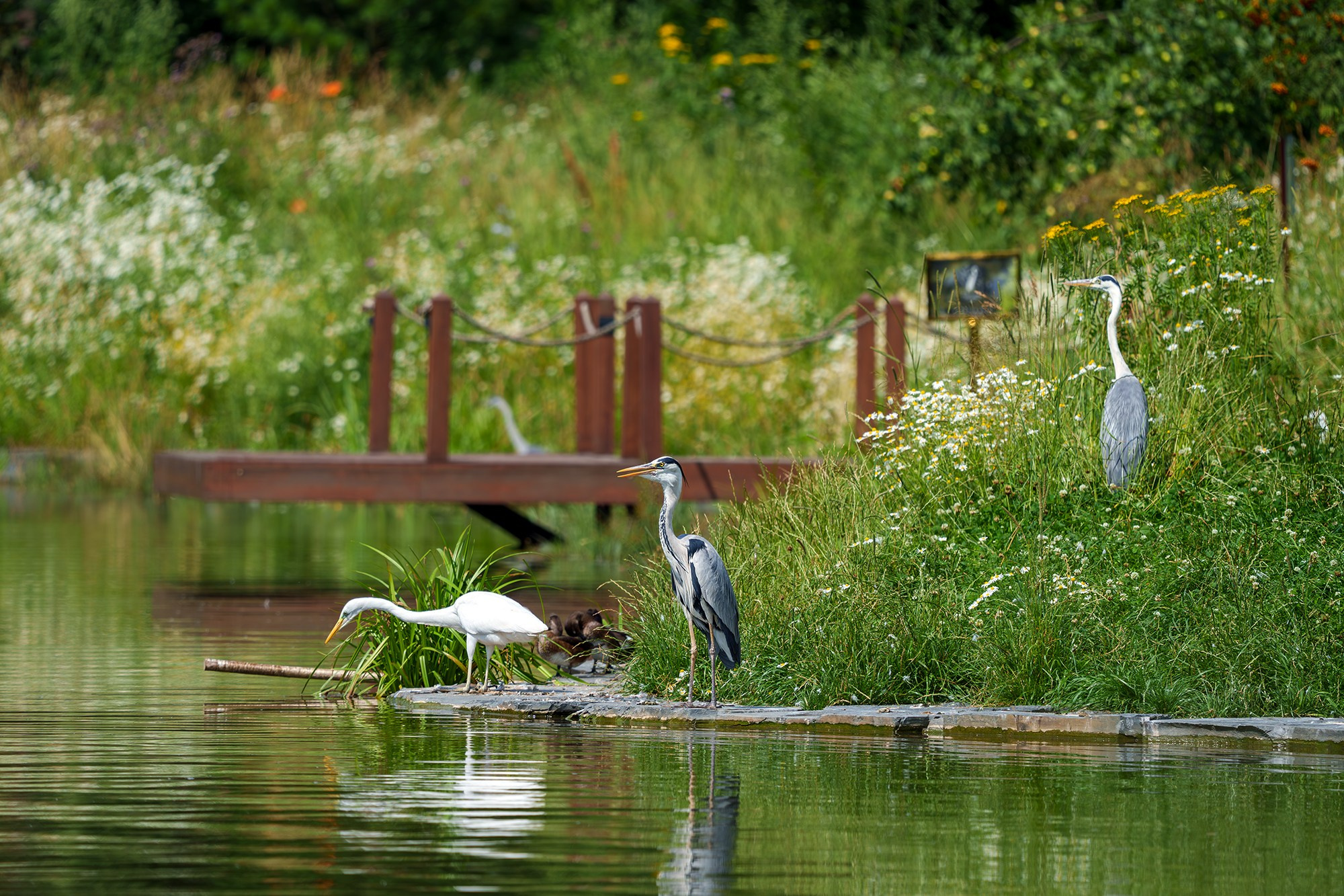 Удивительные мир птиц. Вокруг нас столько прекрасного — присмотритесь!. Ваш личный фотограф Марина Волкова