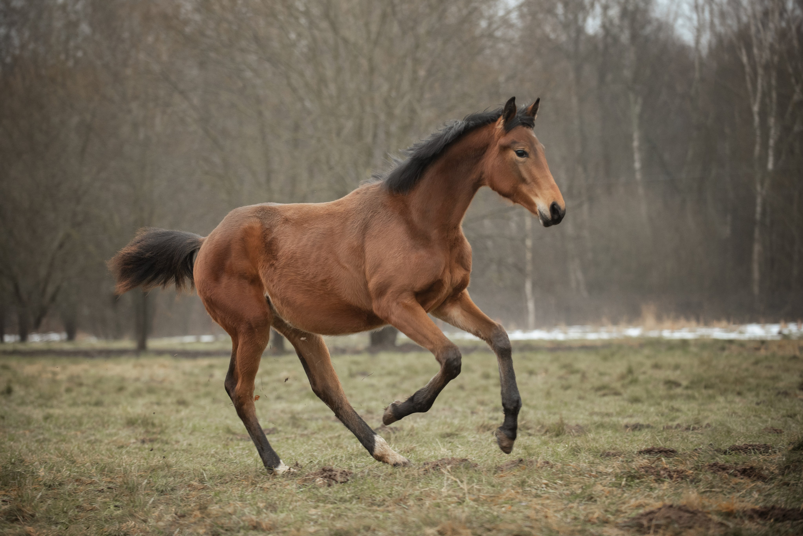 Мелкаши ЮНА. Куракина Дарья • Конный фотограф