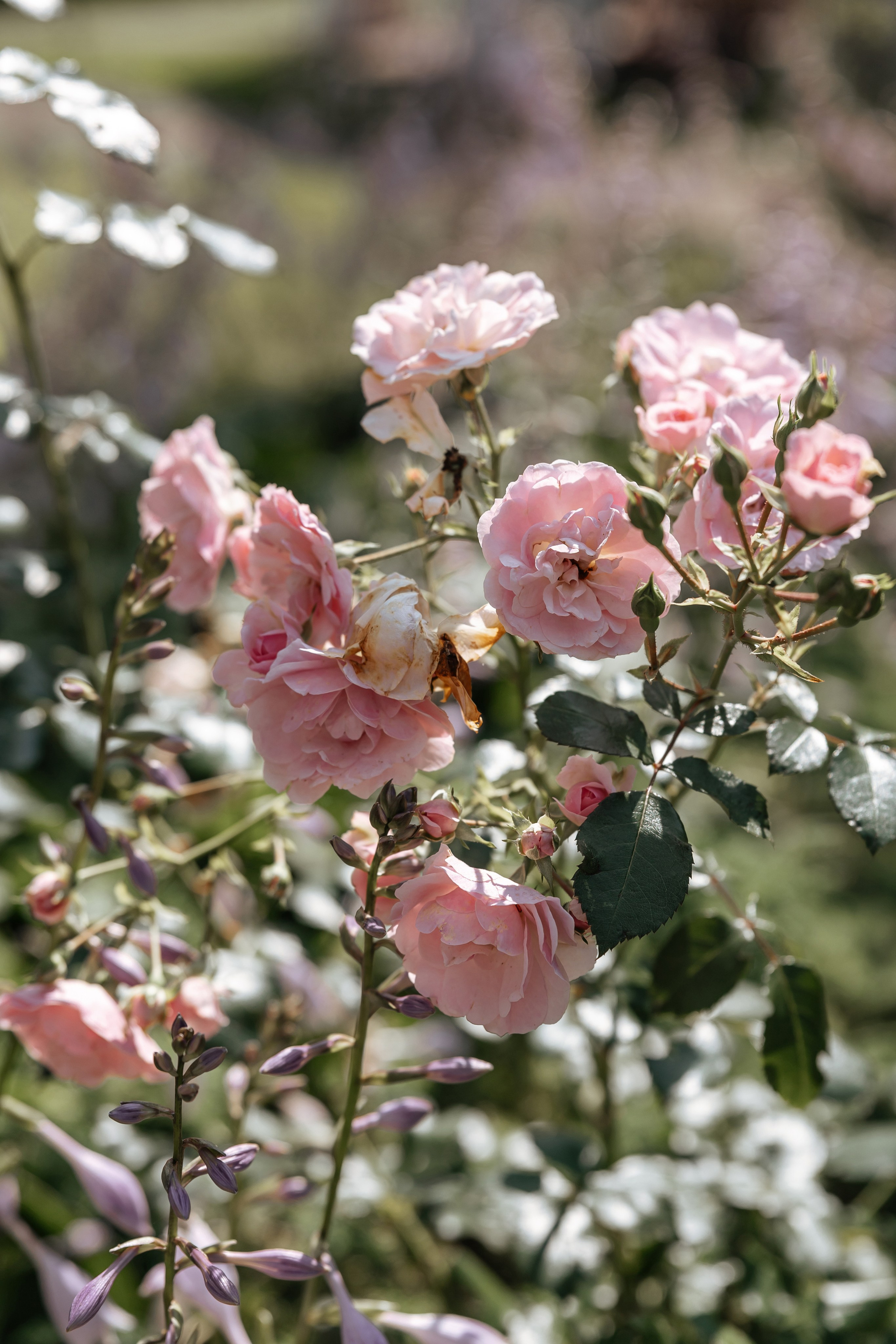 Свадьба в Калининграде. Свадебный фотограф  Калининград | Москва|