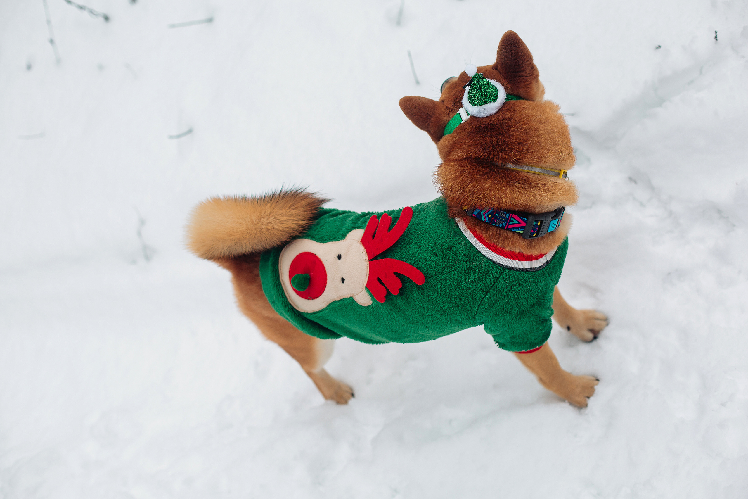 Катя и Симба. Персональный, семейный и портретный фотограф в Воронеже Майя Яхонтова