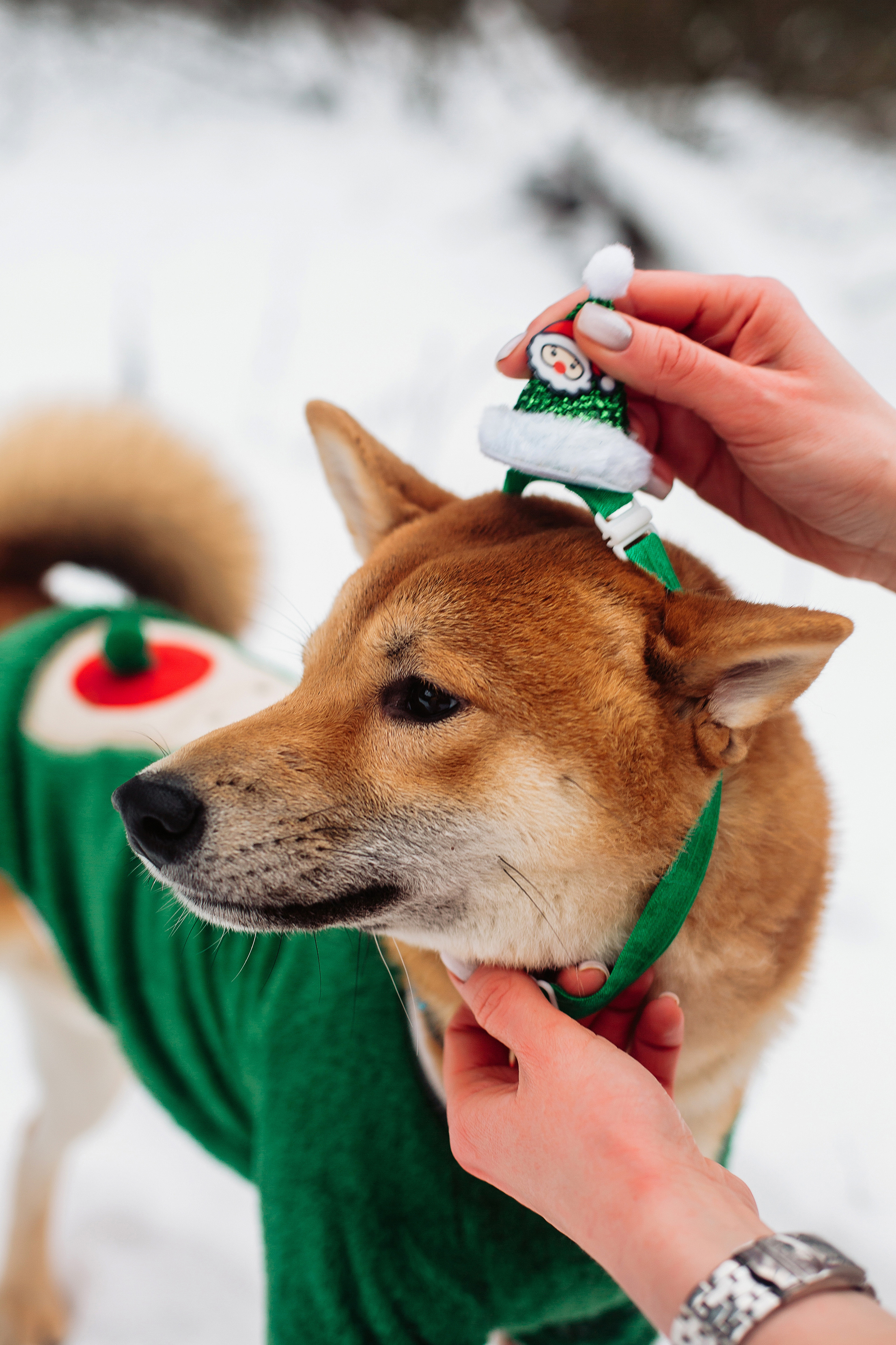 Катя и Симба. Персональный, семейный и портретный фотограф в Воронеже Майя Яхонтова