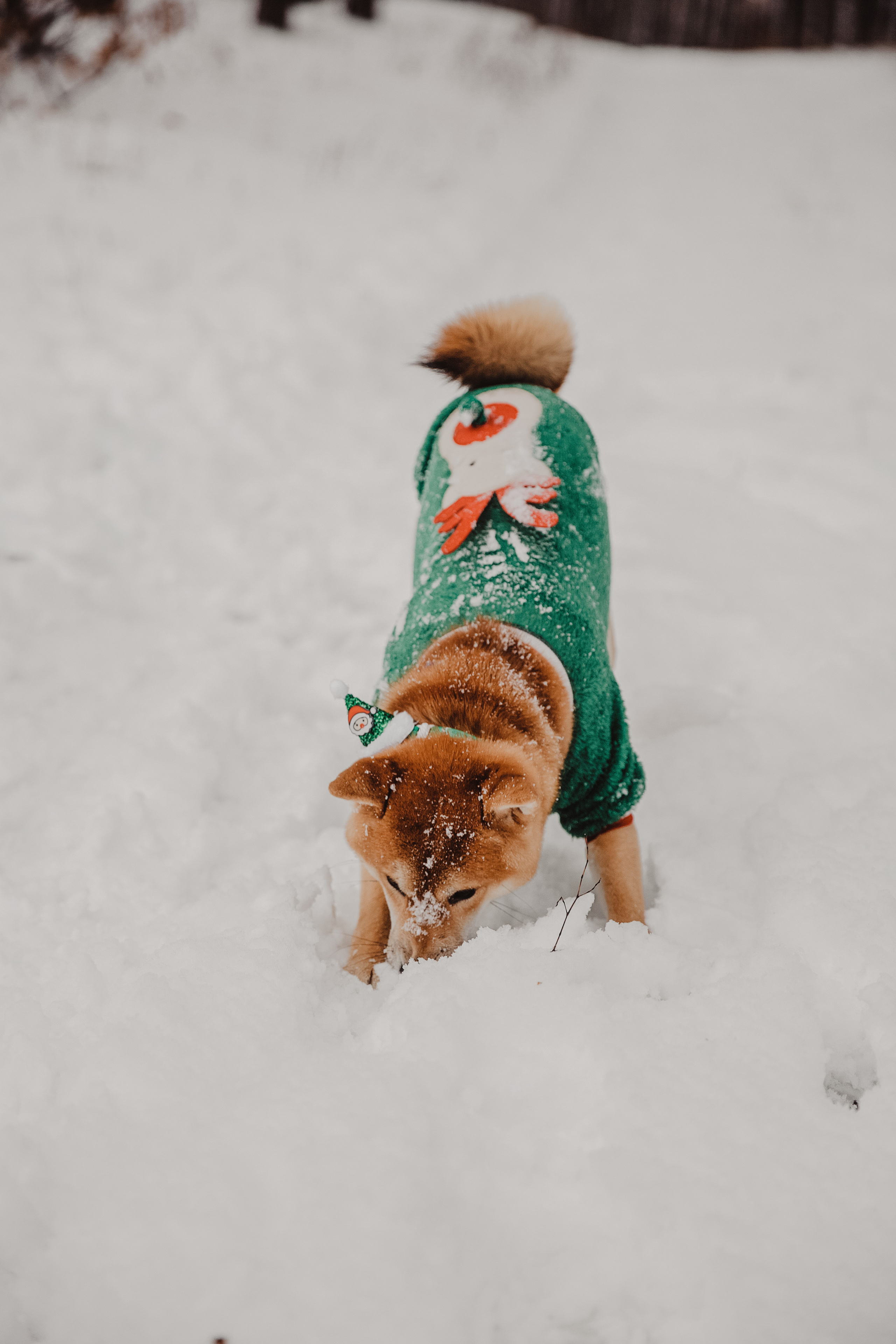 Катя и Симба. Персональный, семейный и портретный фотограф в Воронеже Майя Яхонтова