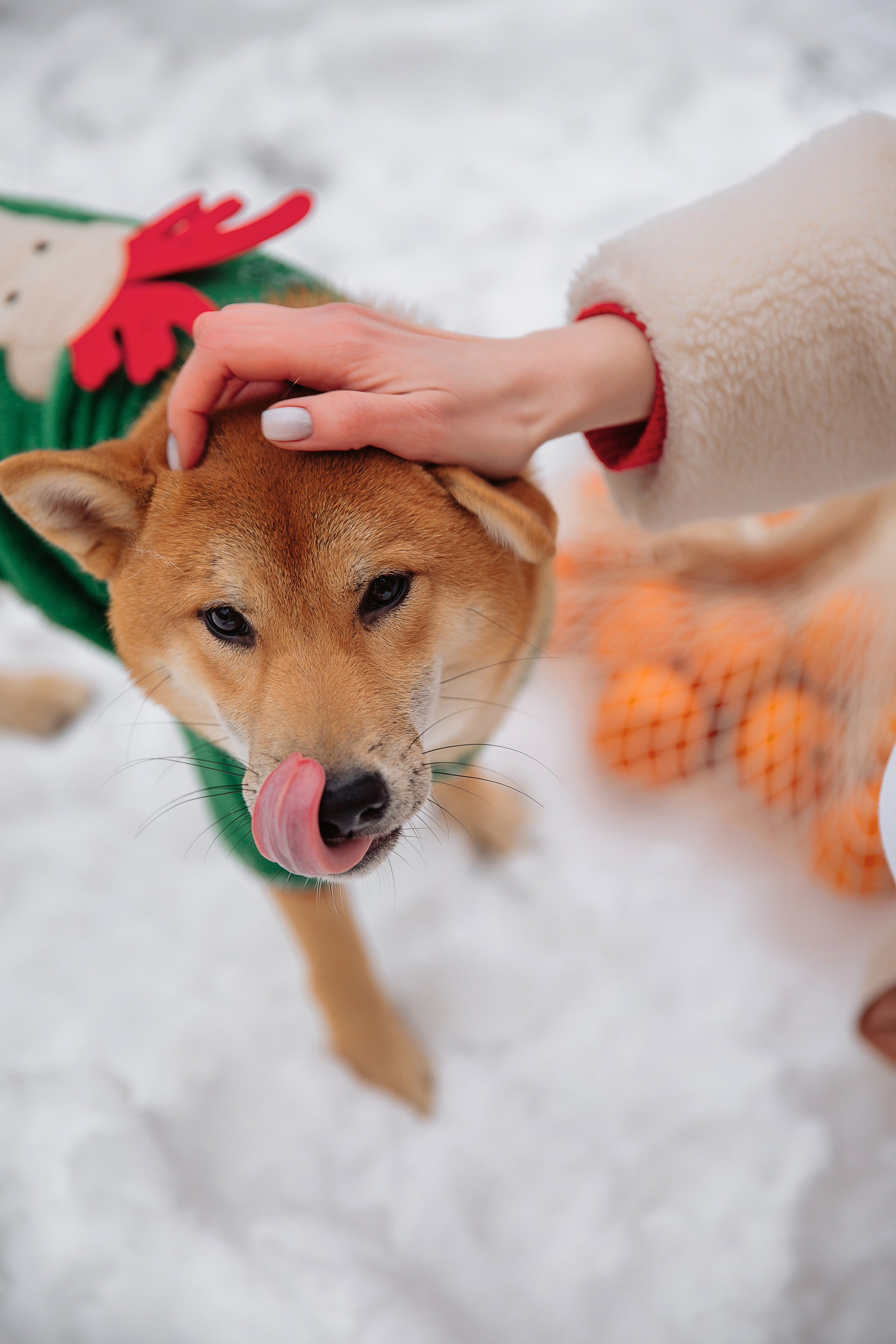 Катя и Симба. Персональный, семейный и портретный фотограф в Воронеже Майя Яхонтова