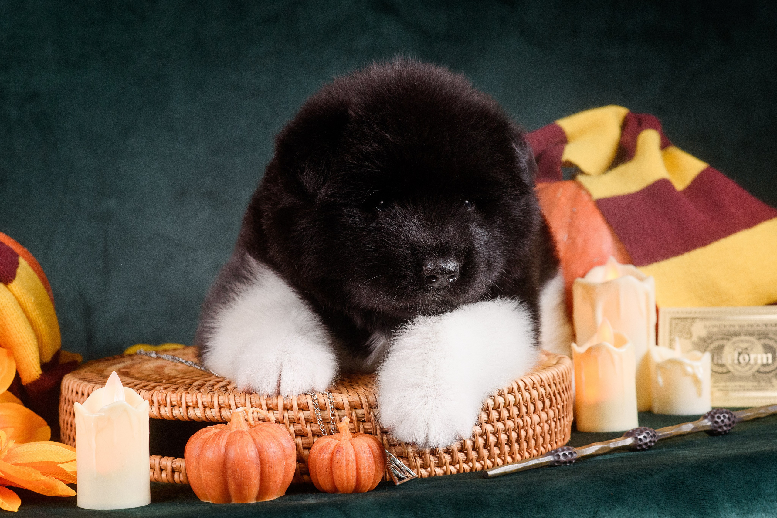 Щенки Американской Акиты — 04.11.2024. Фотограф — Анималист | Анна Абрамова