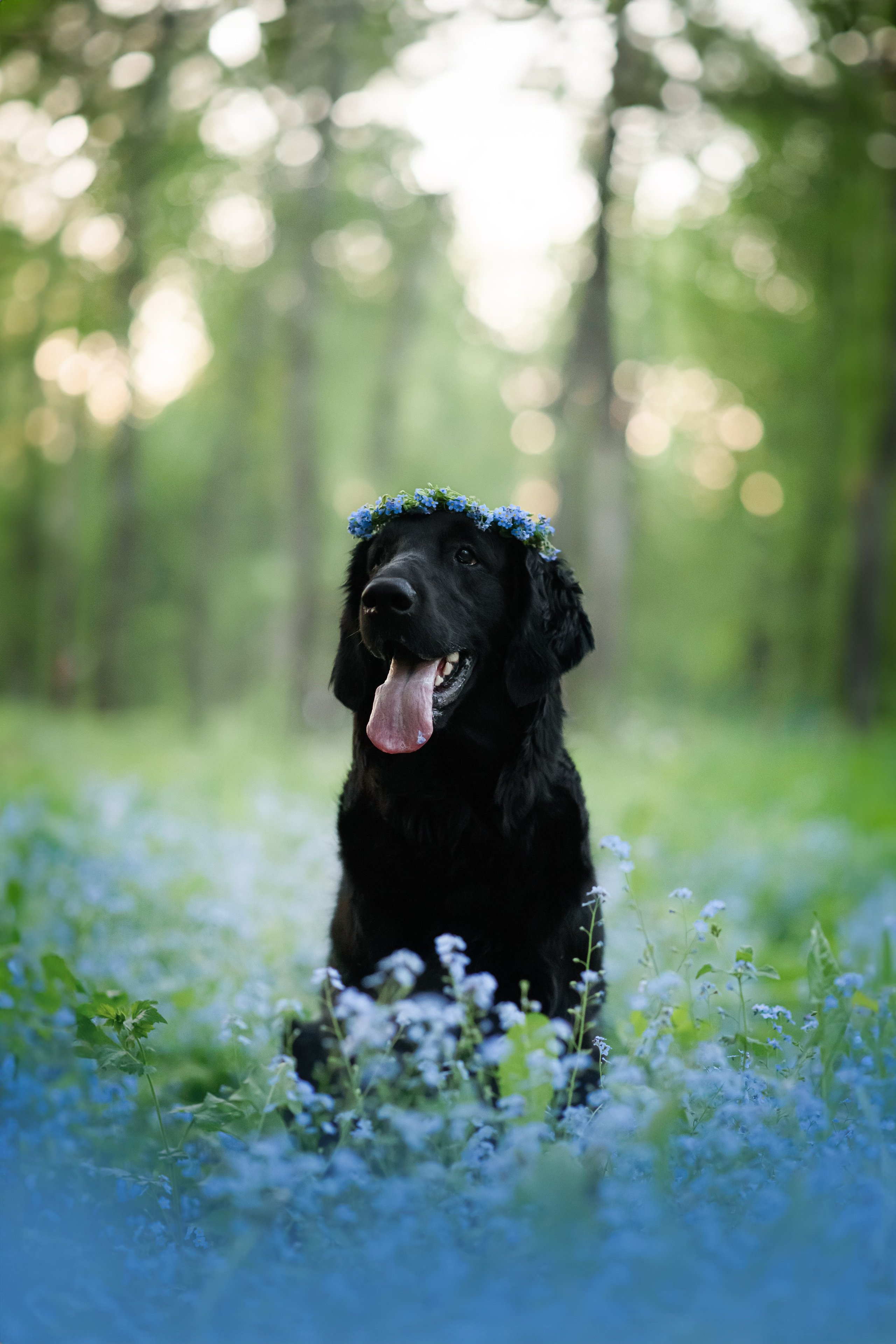 Степа, Йоки и Мята — 29.05.2024. Фотограф — Анималист | Анна Абрамова