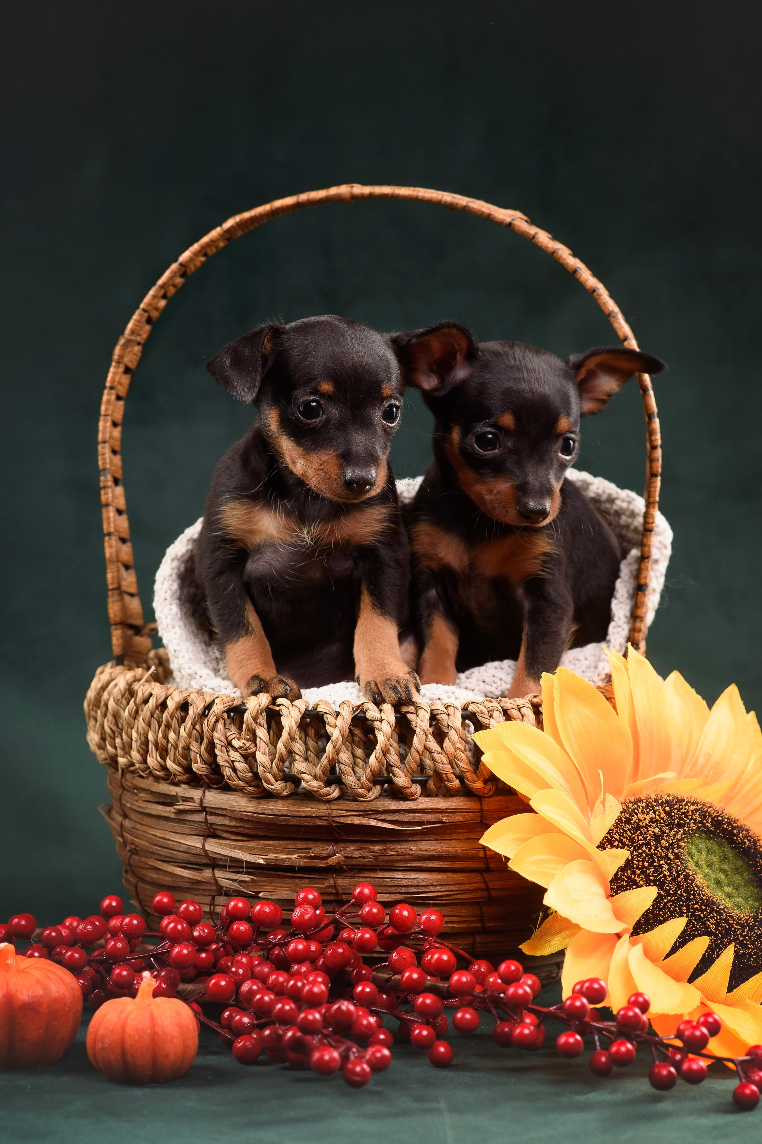 Щенки Пражского крысарика — 19.10.2025. Фотограф — Анималист | Анна Абрамова