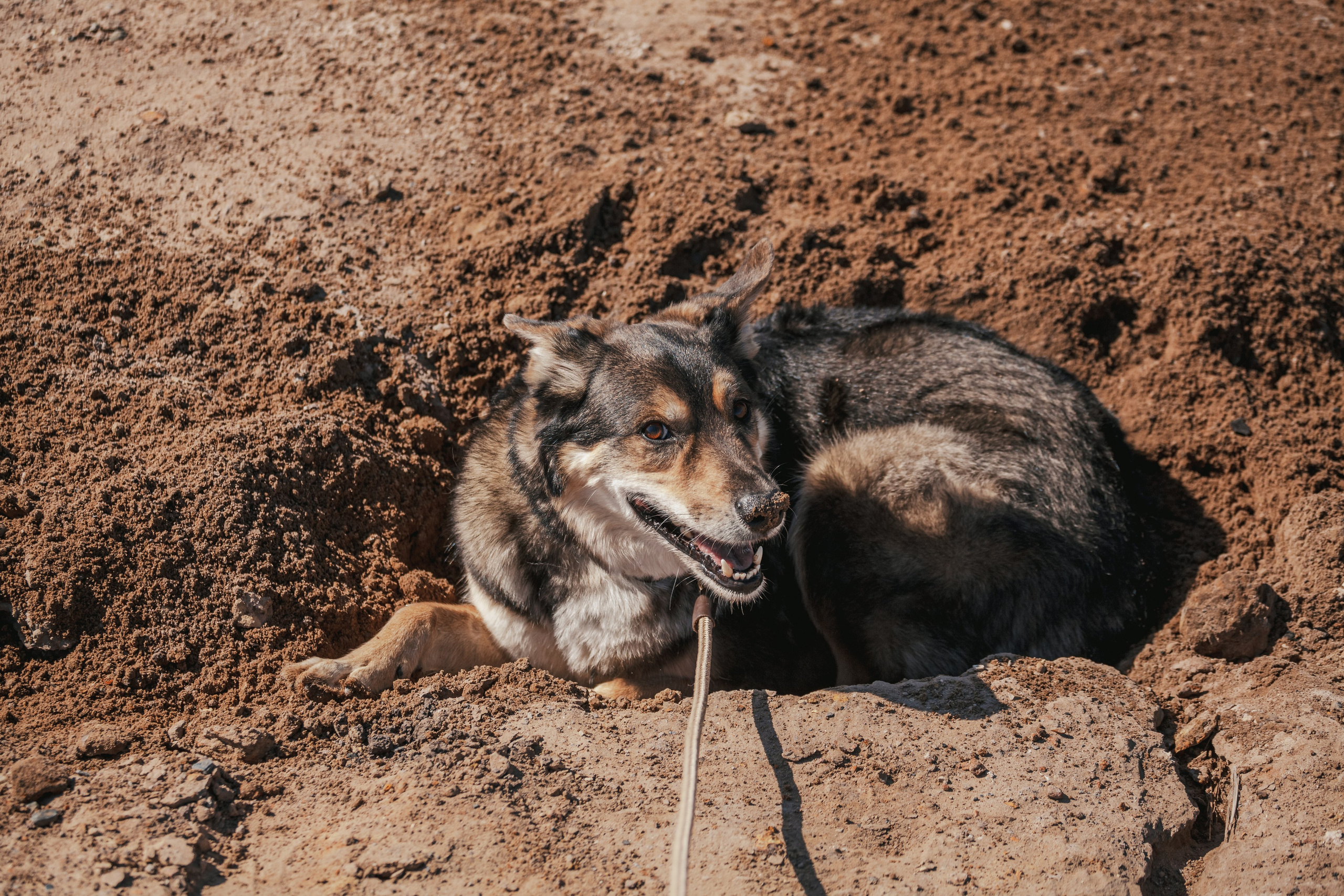 Кондуки. Фотограф-анималист Татьяна Степанова