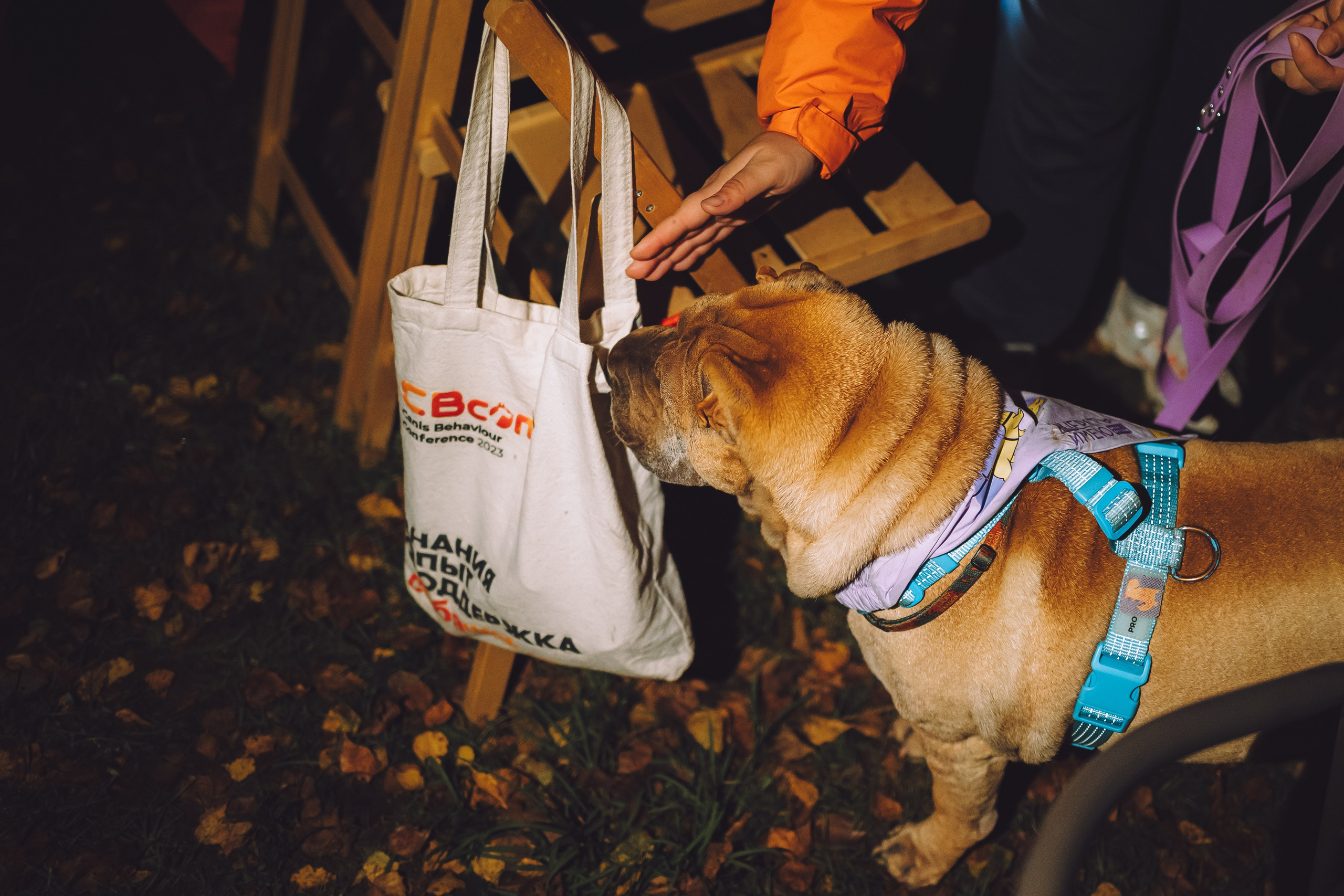 Выездной дог-тренинг от школы «Шерсть имею», Тованово