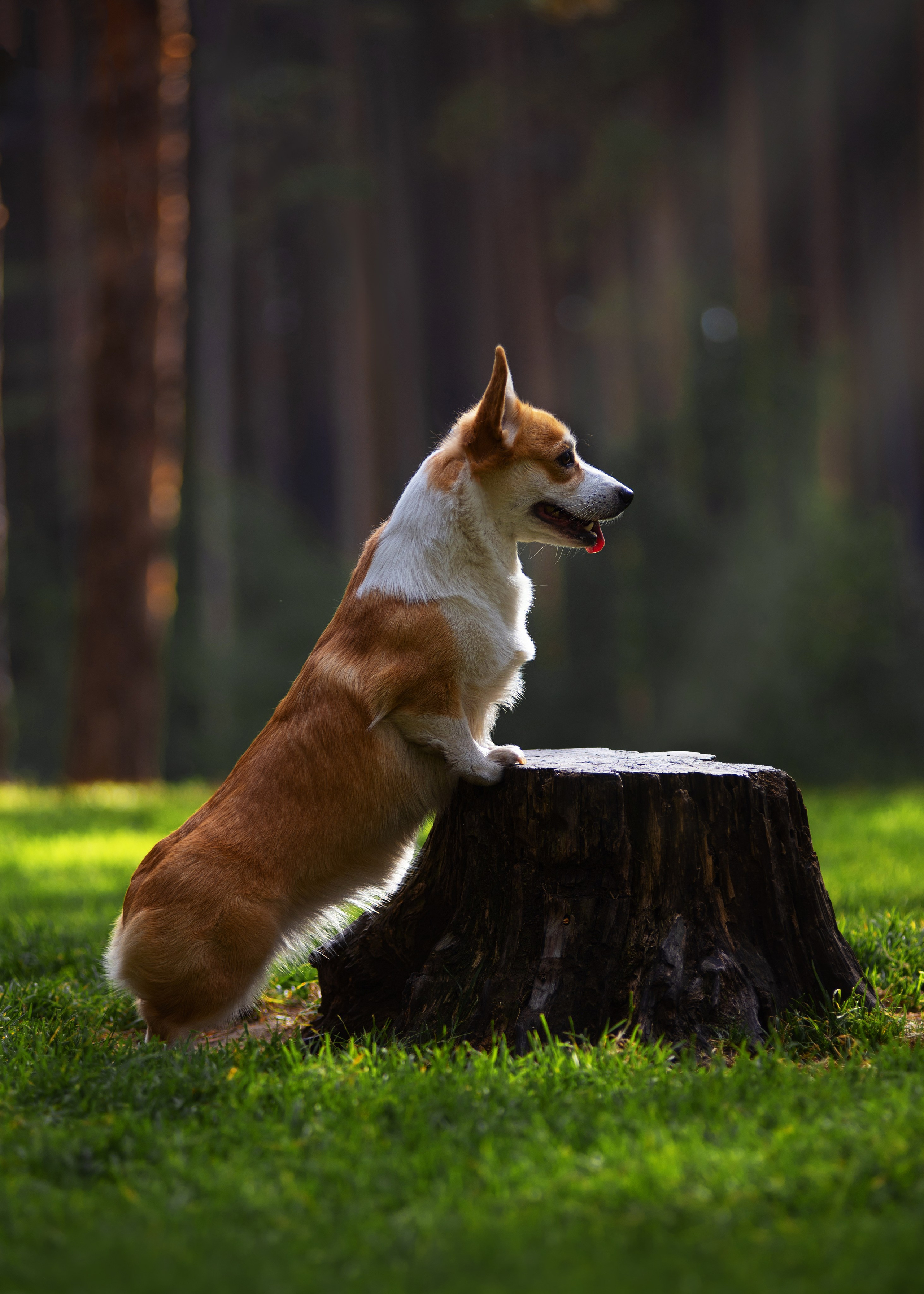 Осень с рыжими собаками. Дог-фотограф в Тюмени Александра Королева