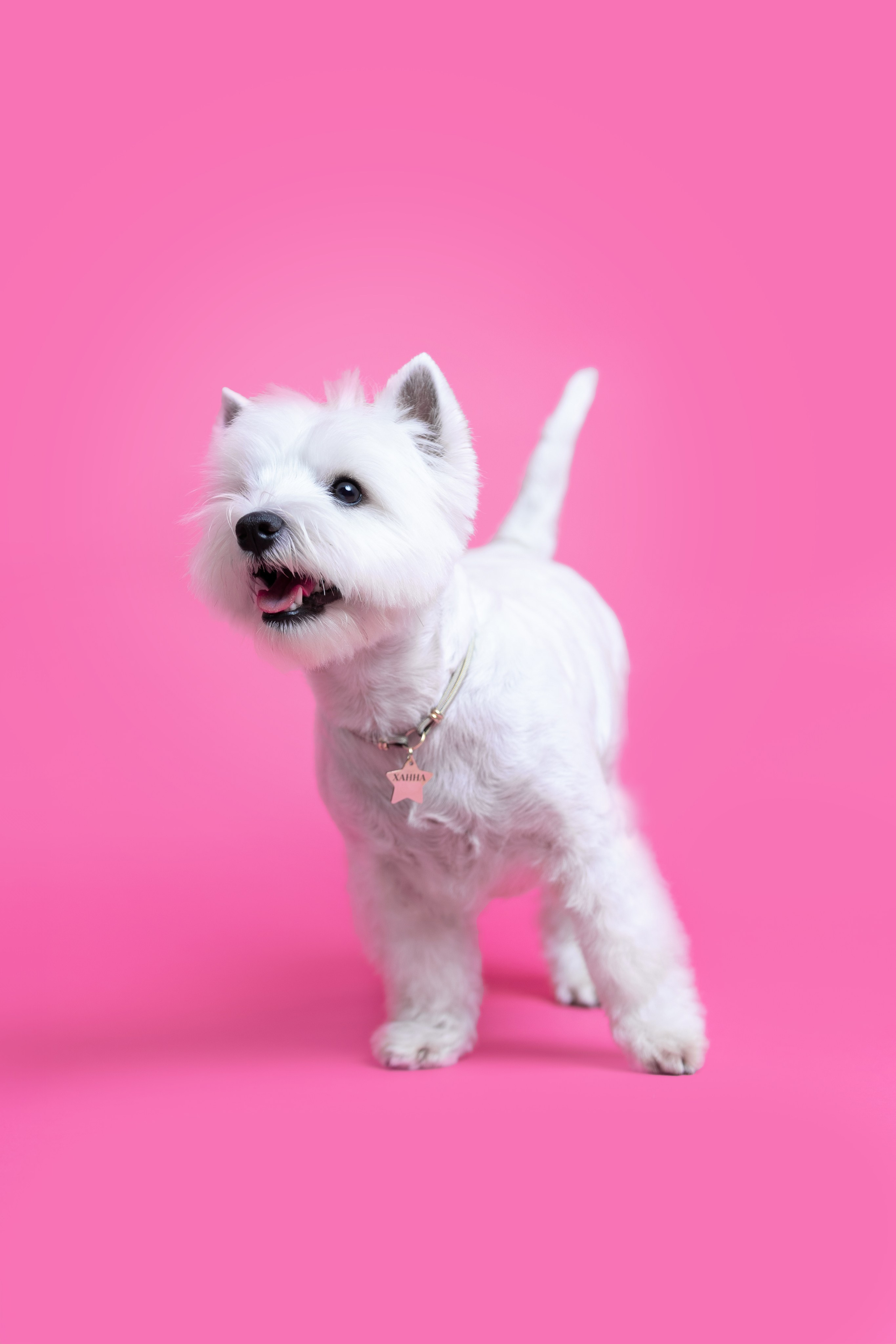 Ханна. Фотограф анималист Кристина Карпова, Москва