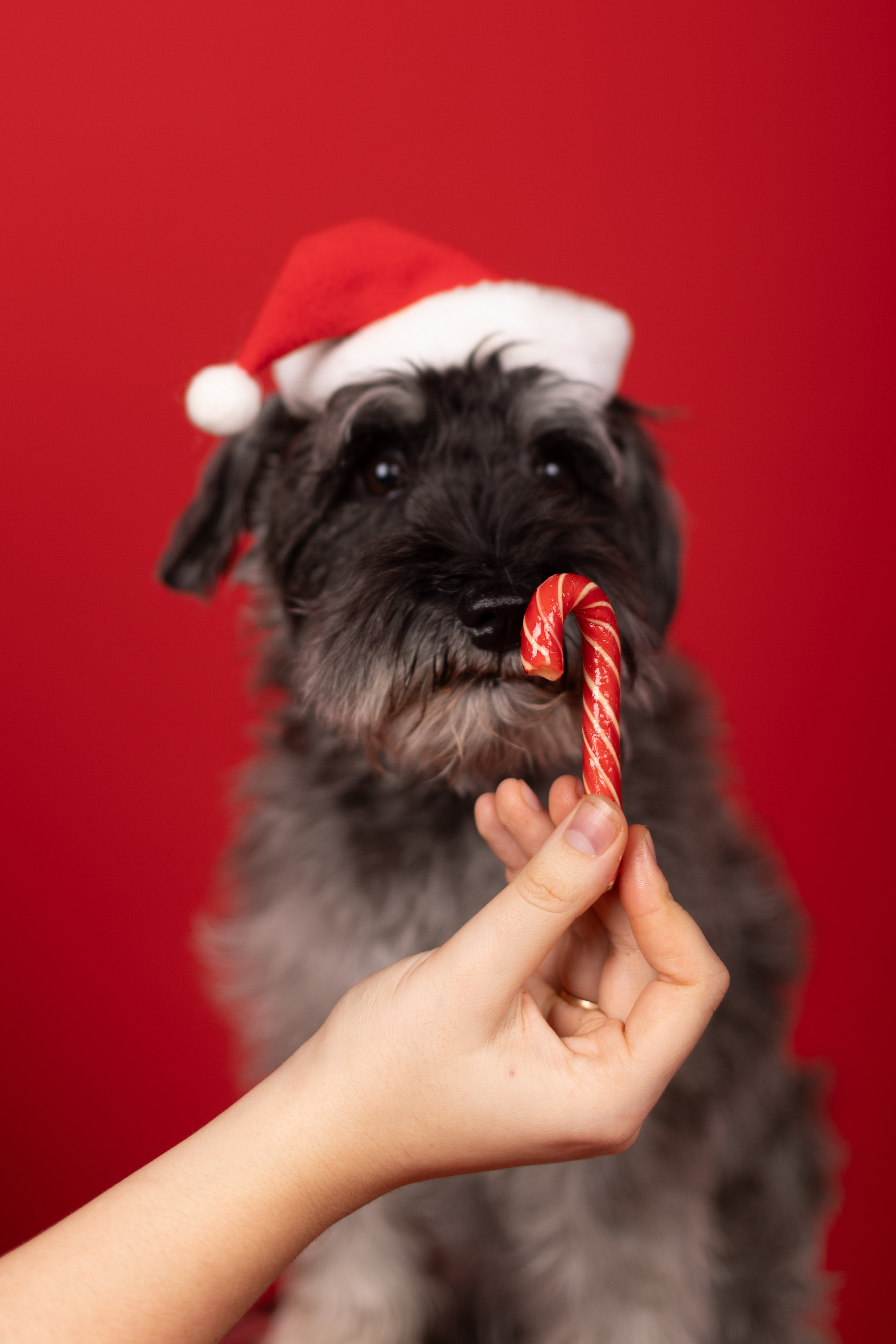 Новогодний Фотодень. Фотограф анималист Кристина Карпова, Москва