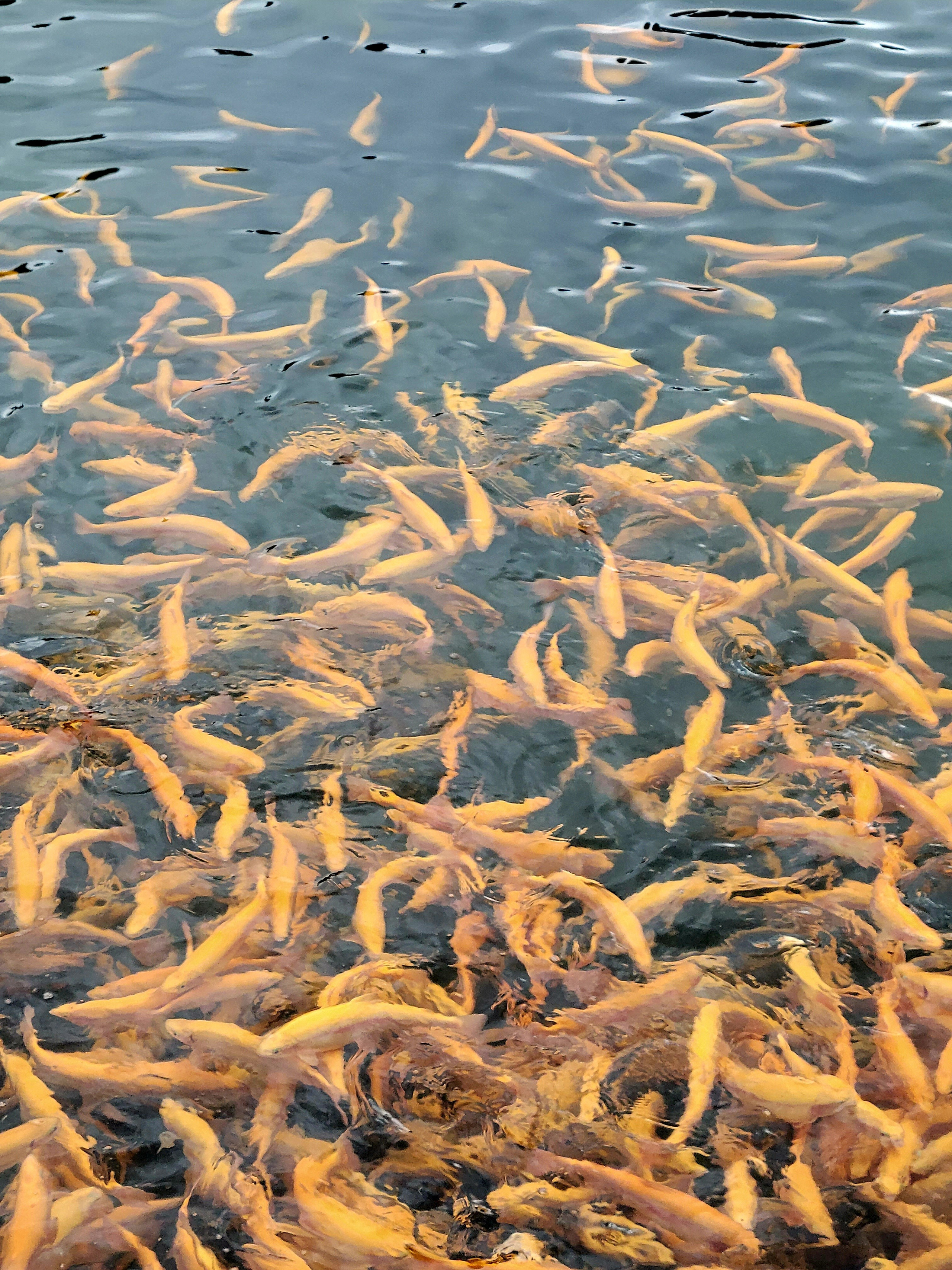 Один из снегопадных дней променяли горы на поездку в Сочи. 