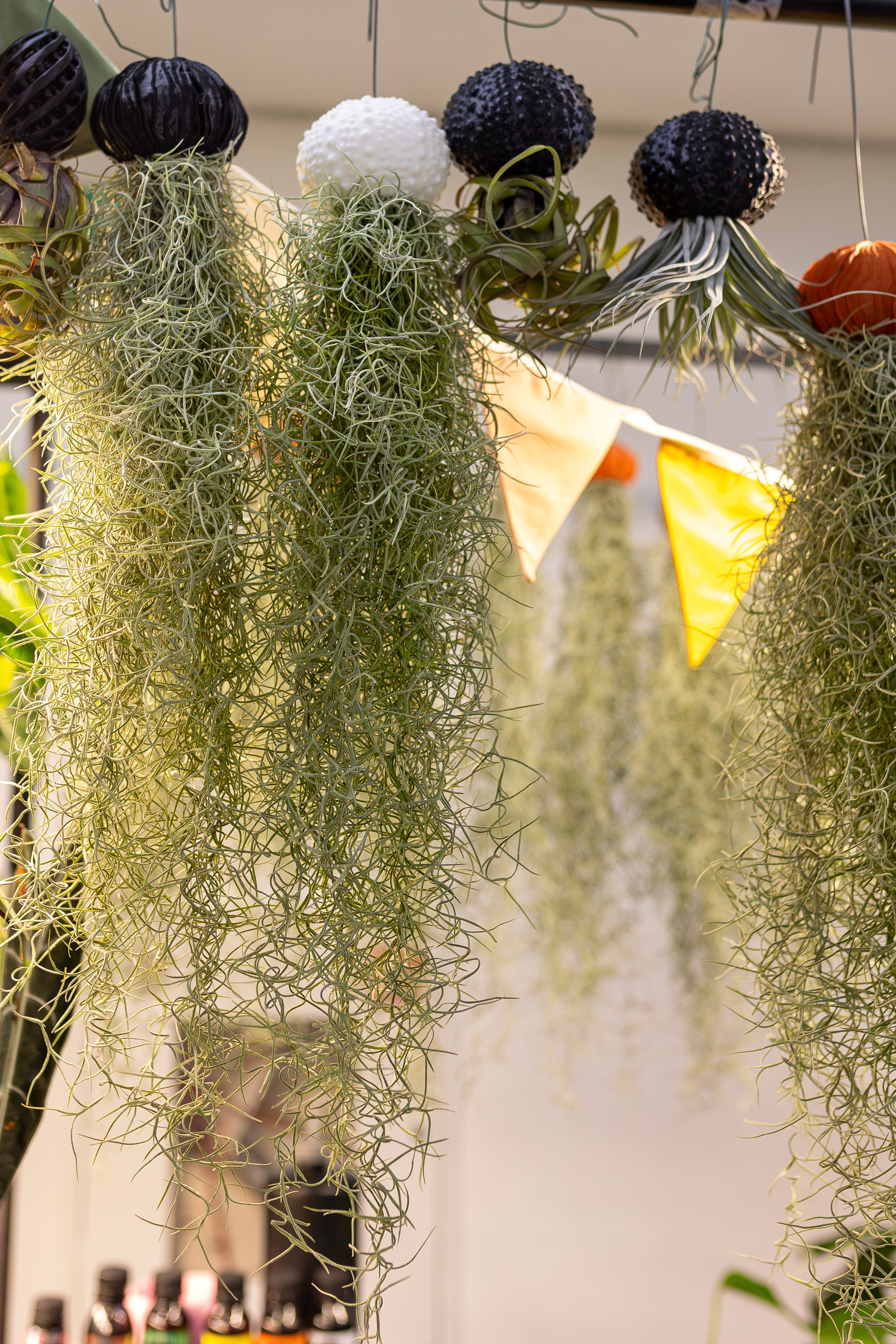 Монстериум апрель 2026. Александра Куликова фотограф, Москва