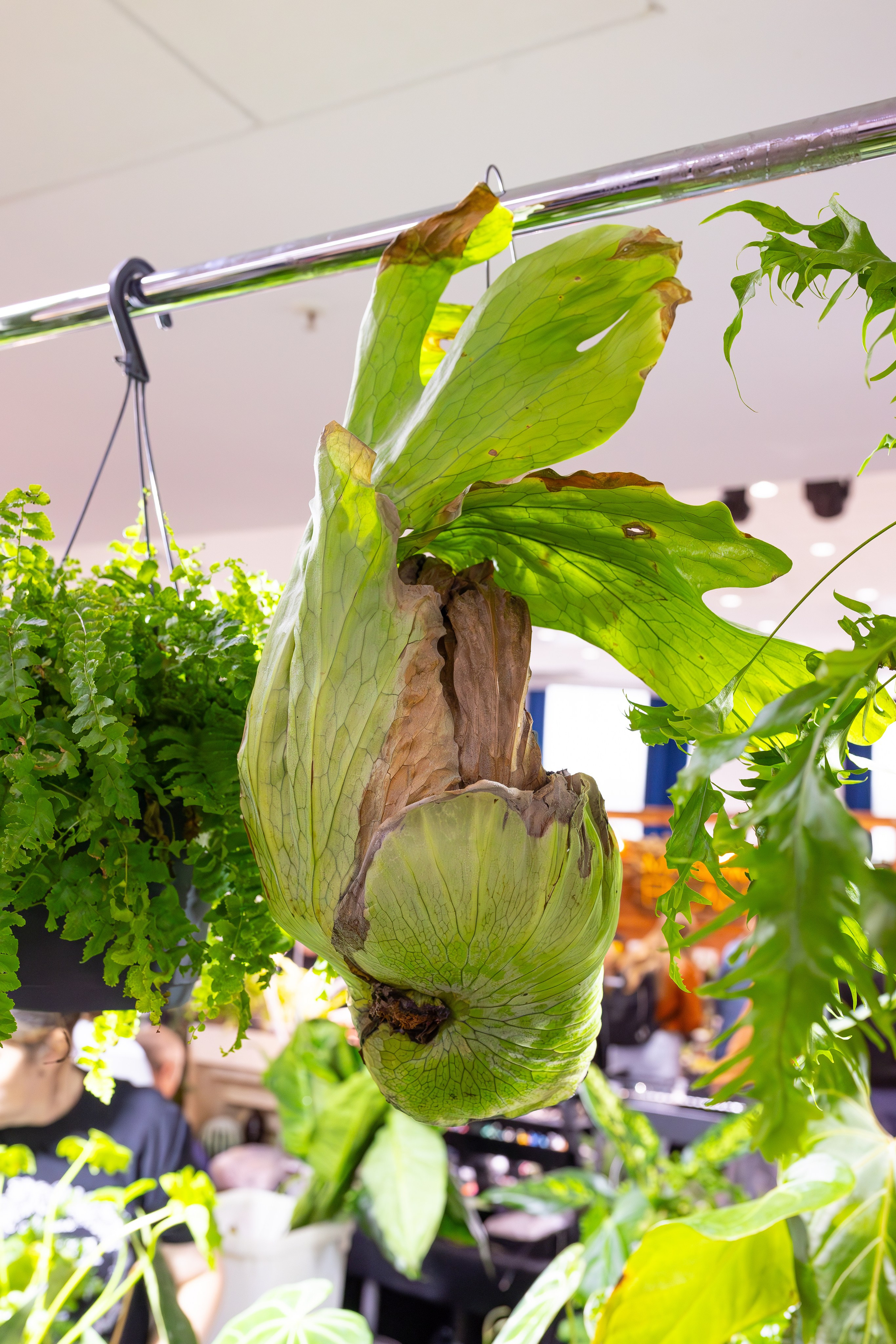 Монстериум 11–12 октября. Александра Куликова фотограф, Москва