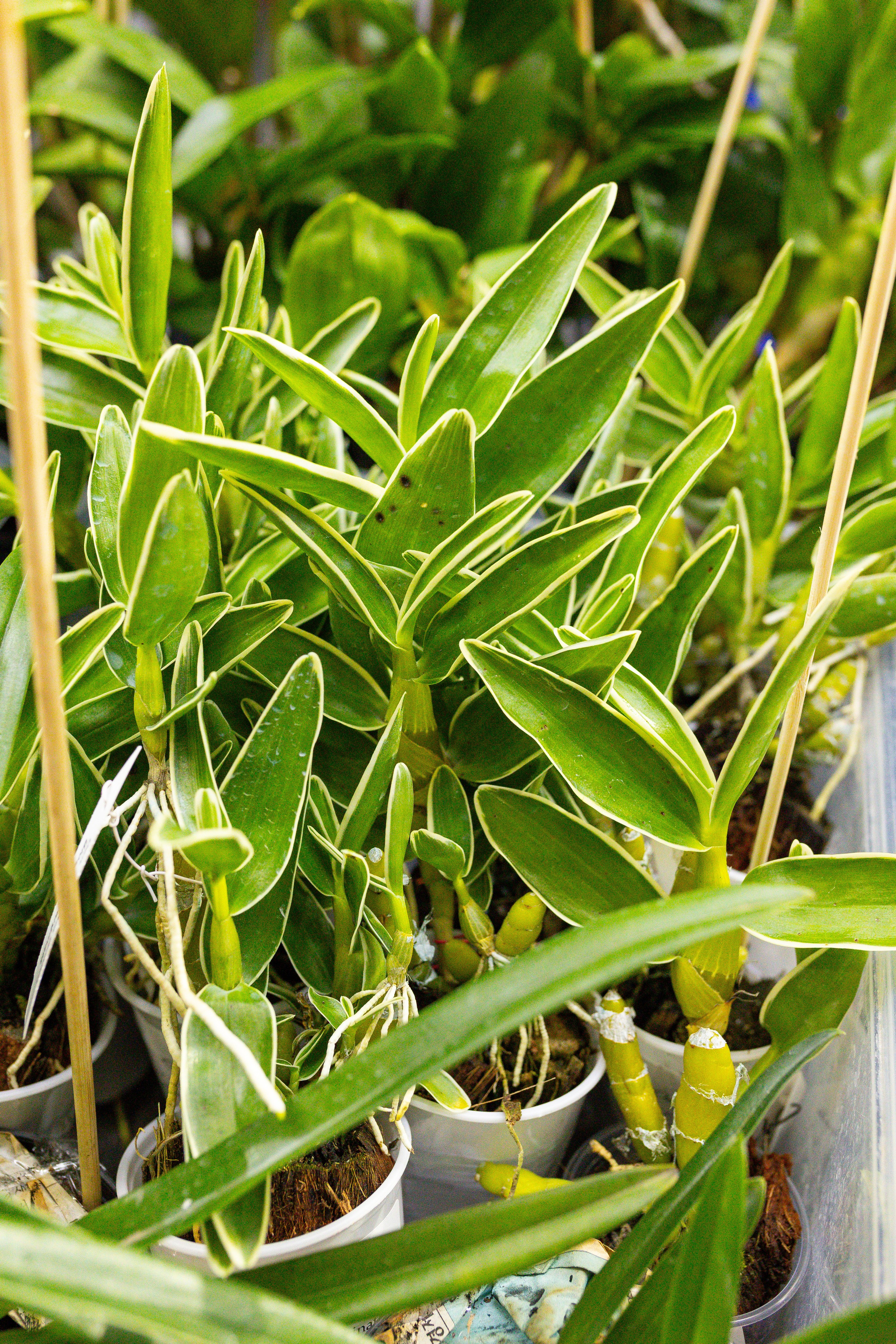 Орхидиум сентябрь 2025. Александра Куликова фотограф, Москва