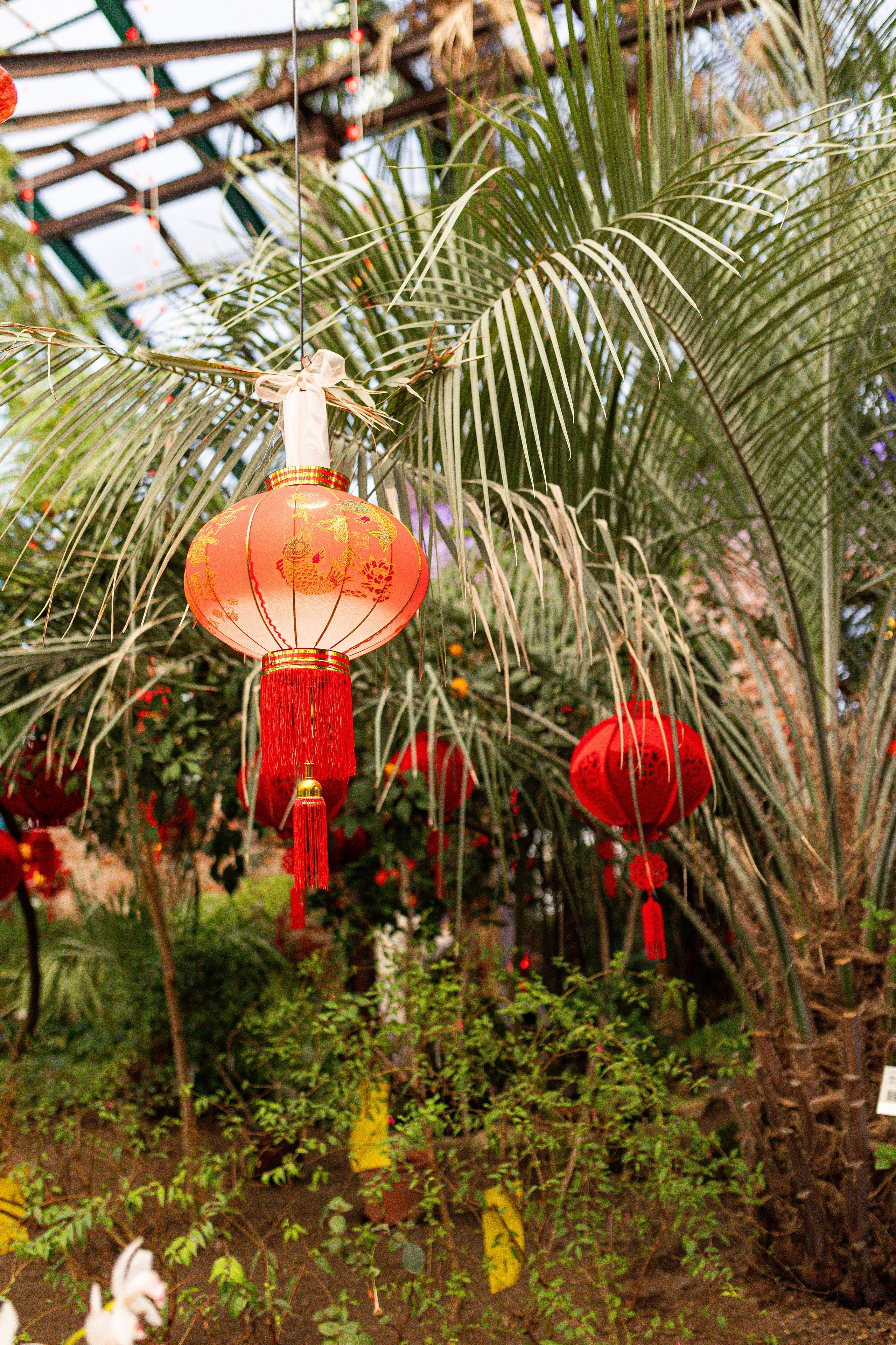 Аптекарский огород МГУ. Китай. Александра Куликова фотограф, Москва