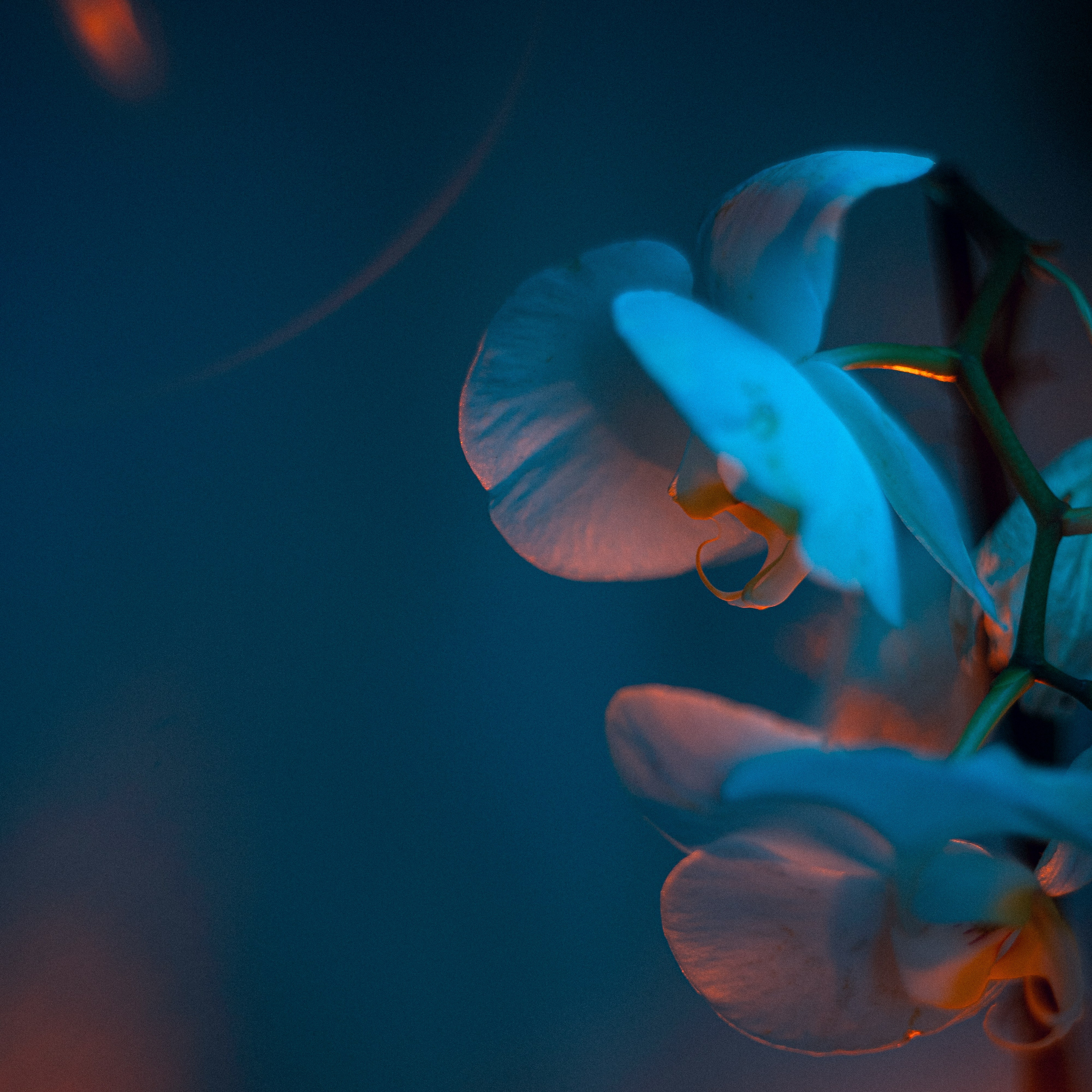 Shades of Bloom. Фотограф в Алматы Анастасия Новоселова