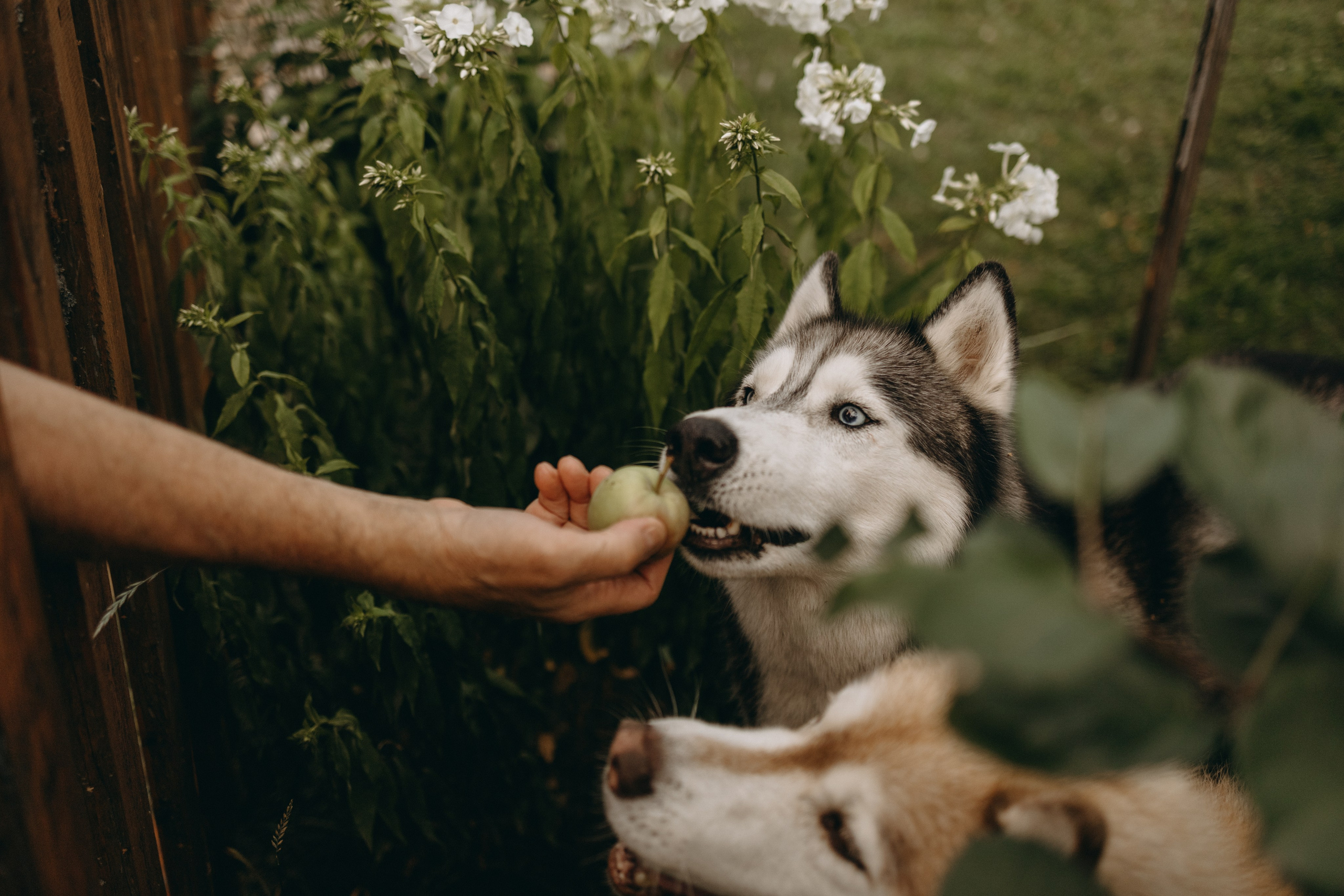 Дом у реки. Фотограф — Анималист | Санкт-Петербург