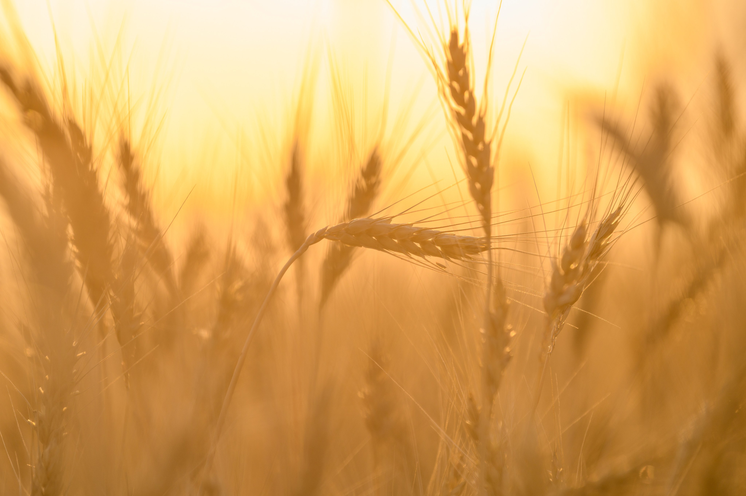 Проекты. Профессиональный фотограф Вячеслав Плацында | Липецк |