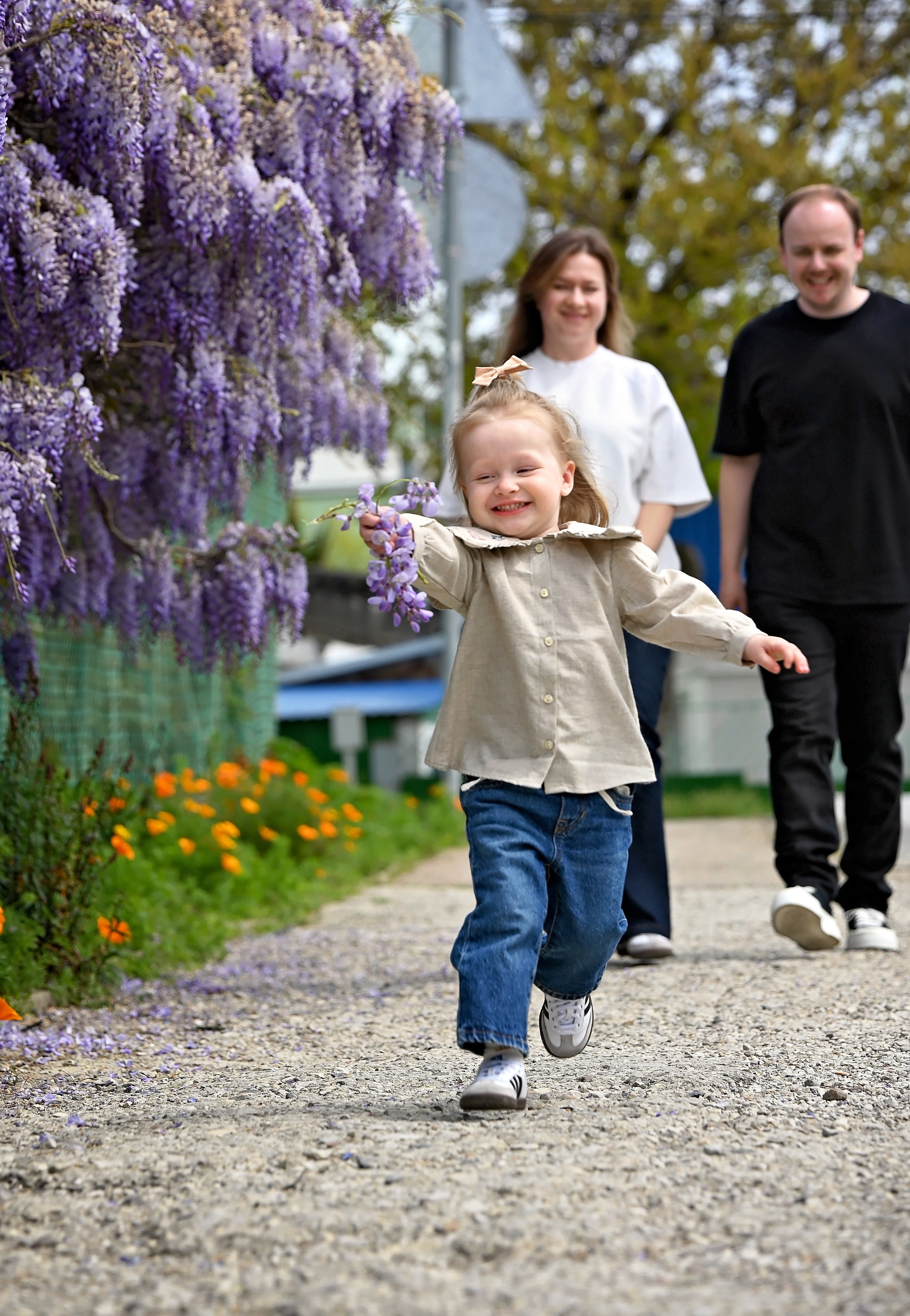 Глициния. Главная