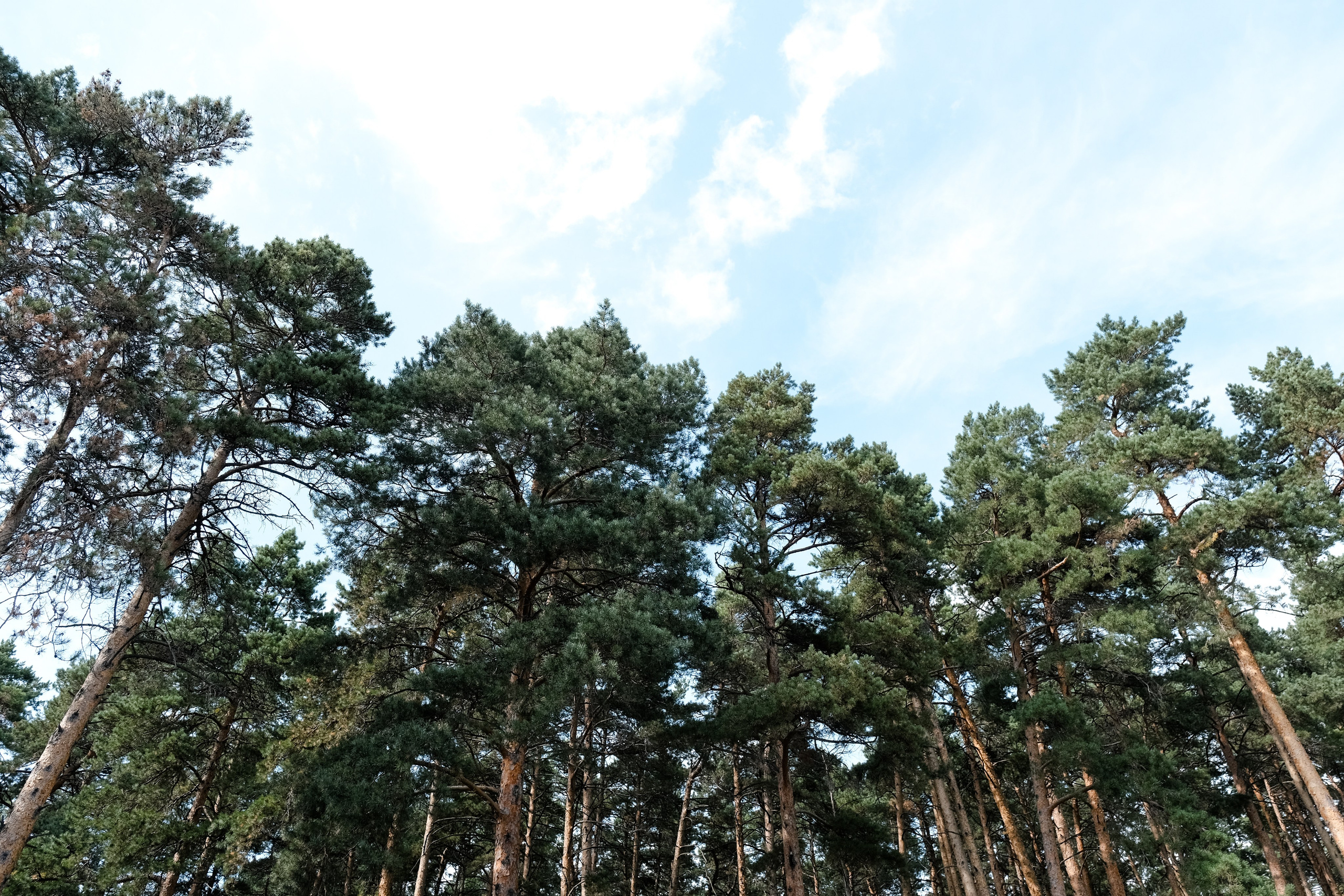 Свадьба Виталия и Кристины. Свадебный фотограф в Челябинске Сырчикова Наталья