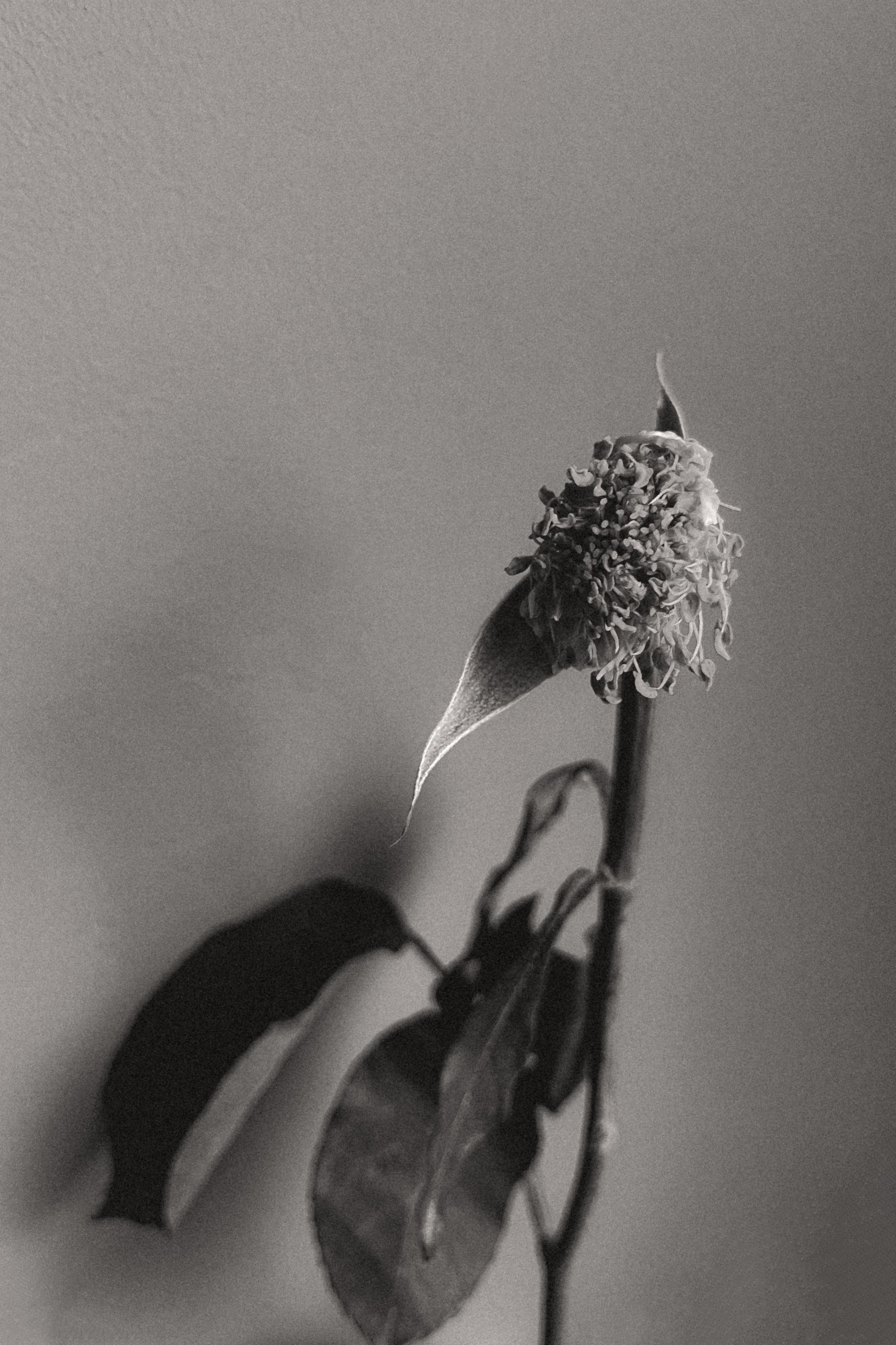 МОИМИ ГЛАЗАМИ. Nuga_visual