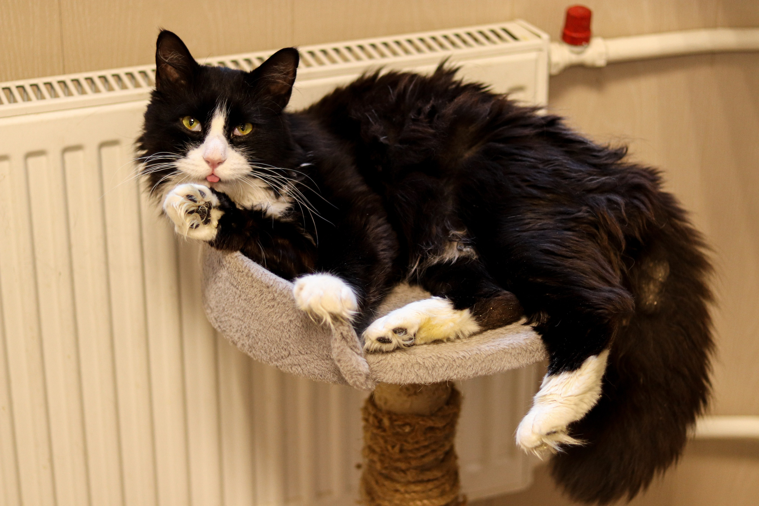 Петербургский дом кота (27 июня 2024). Ивентный фотограф в Санкт-Петербурге Олег Комков